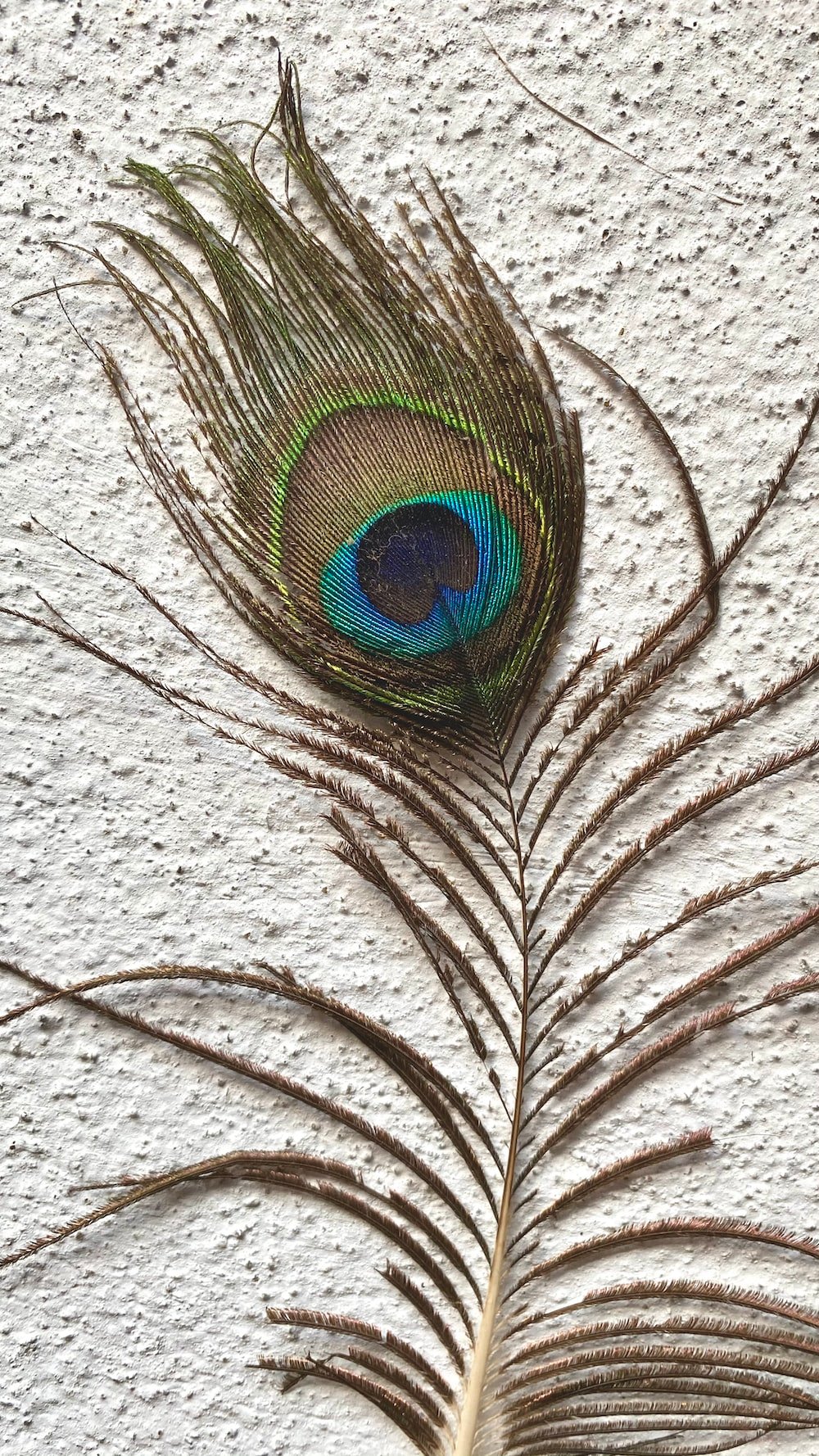 Peacock Feather Picture. Download Free Image
