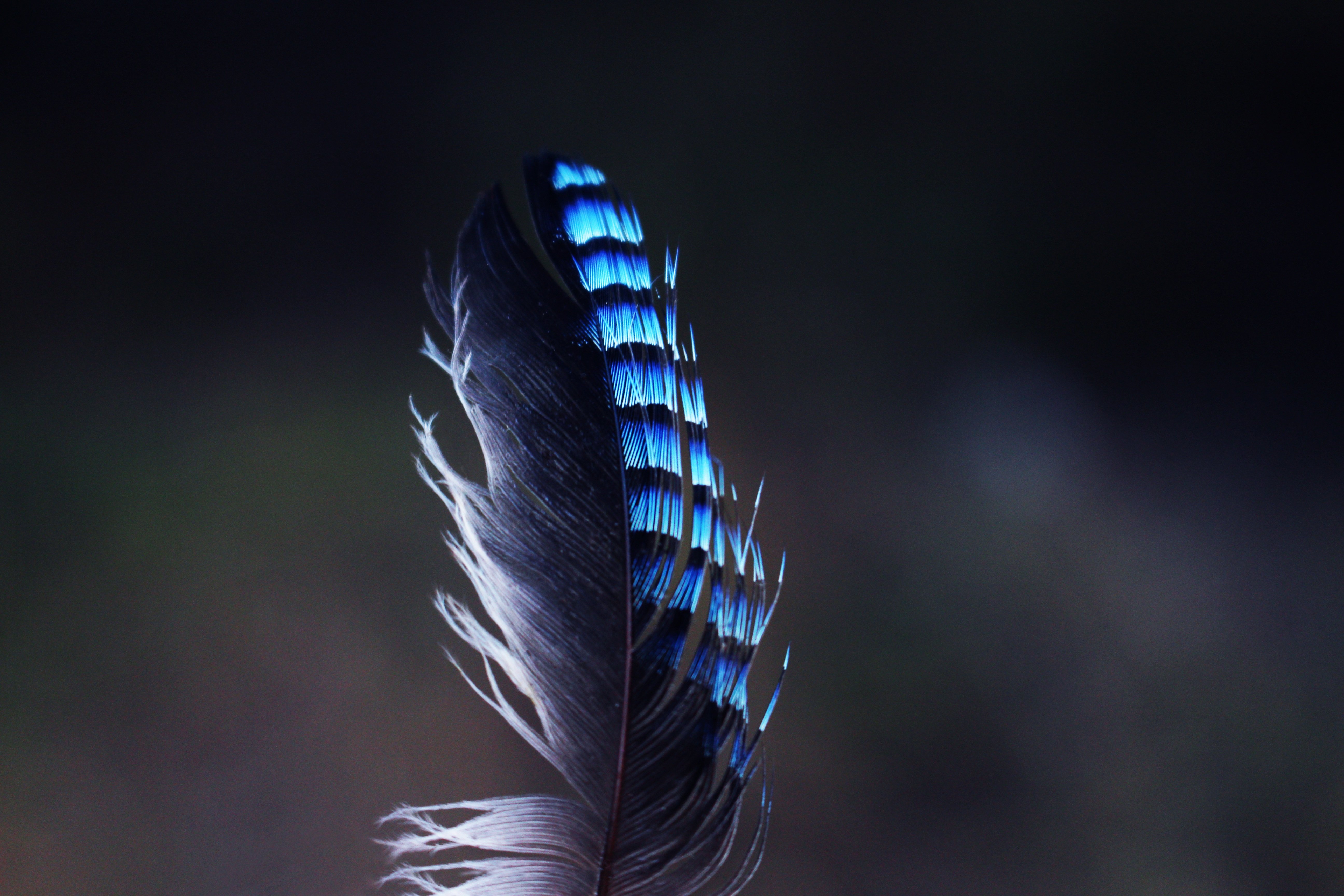 Free Image, nature, bird, wing, light, pen, reflection, darkness, blue, material, plumage, close up, birds, feathers, wings, beautiful, macro photography, jay feather, atmosphere of earth, computer wallpaper 5184x3456
