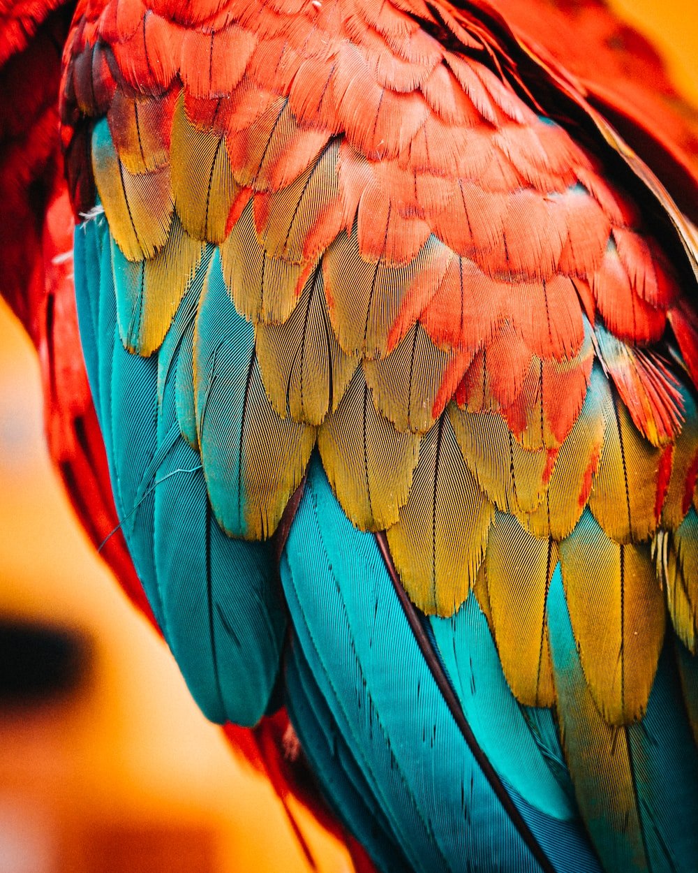 Red blue and green bird feather photo