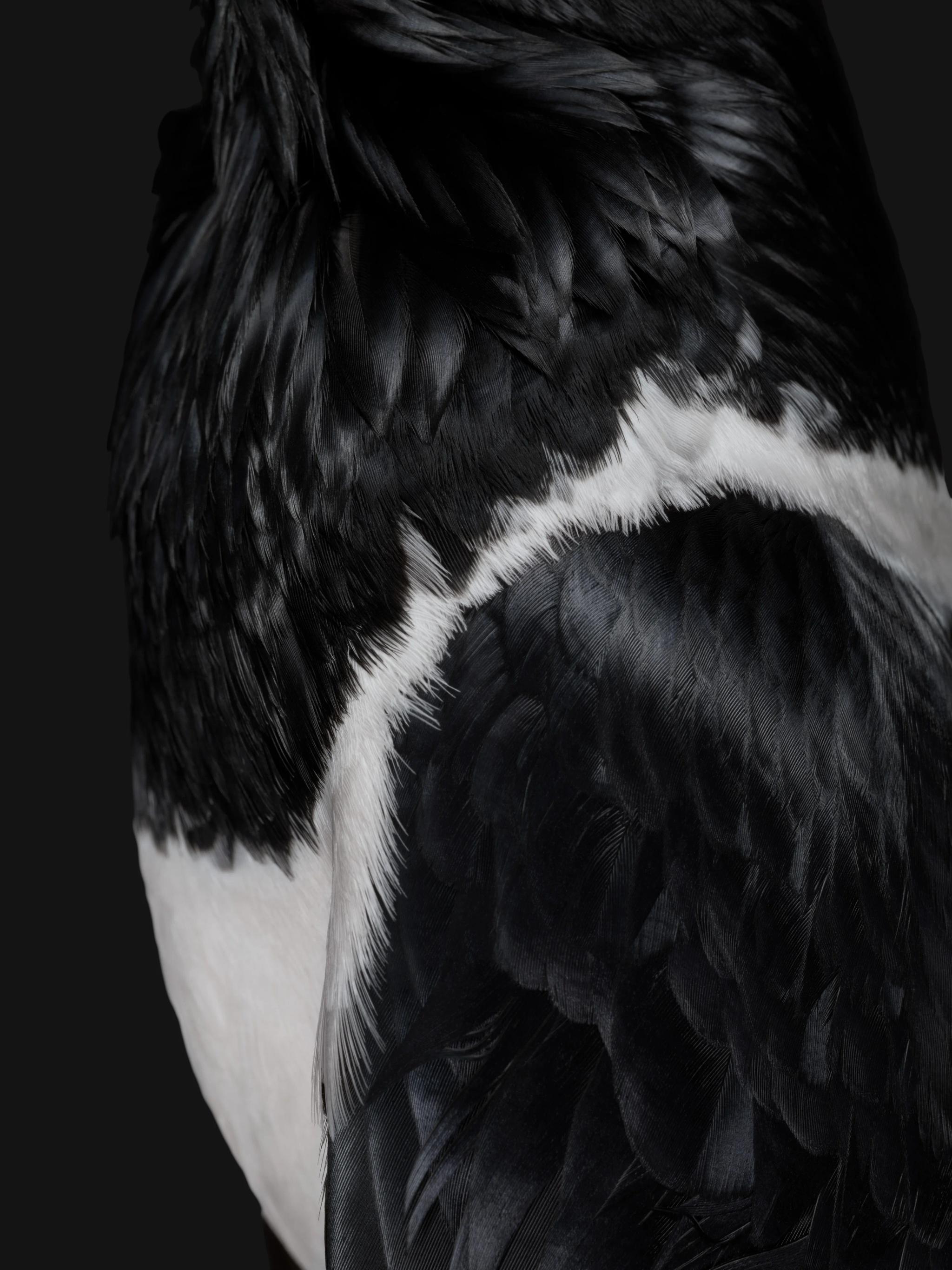 Why the Pixel Fold, and Tablet have bird feather wallpaper