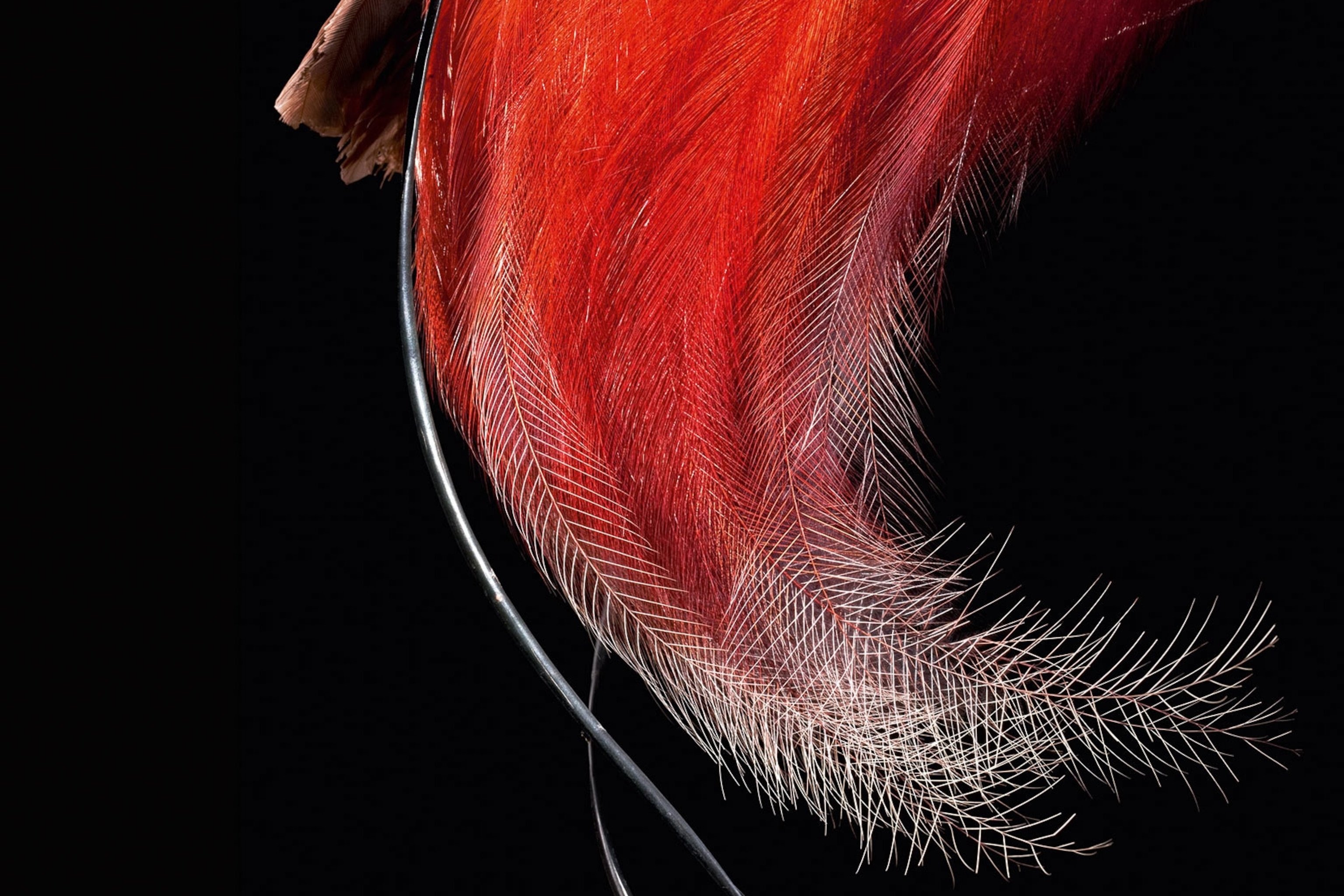 These Stunning Photo of Feathers Will Tickle Your Fancy