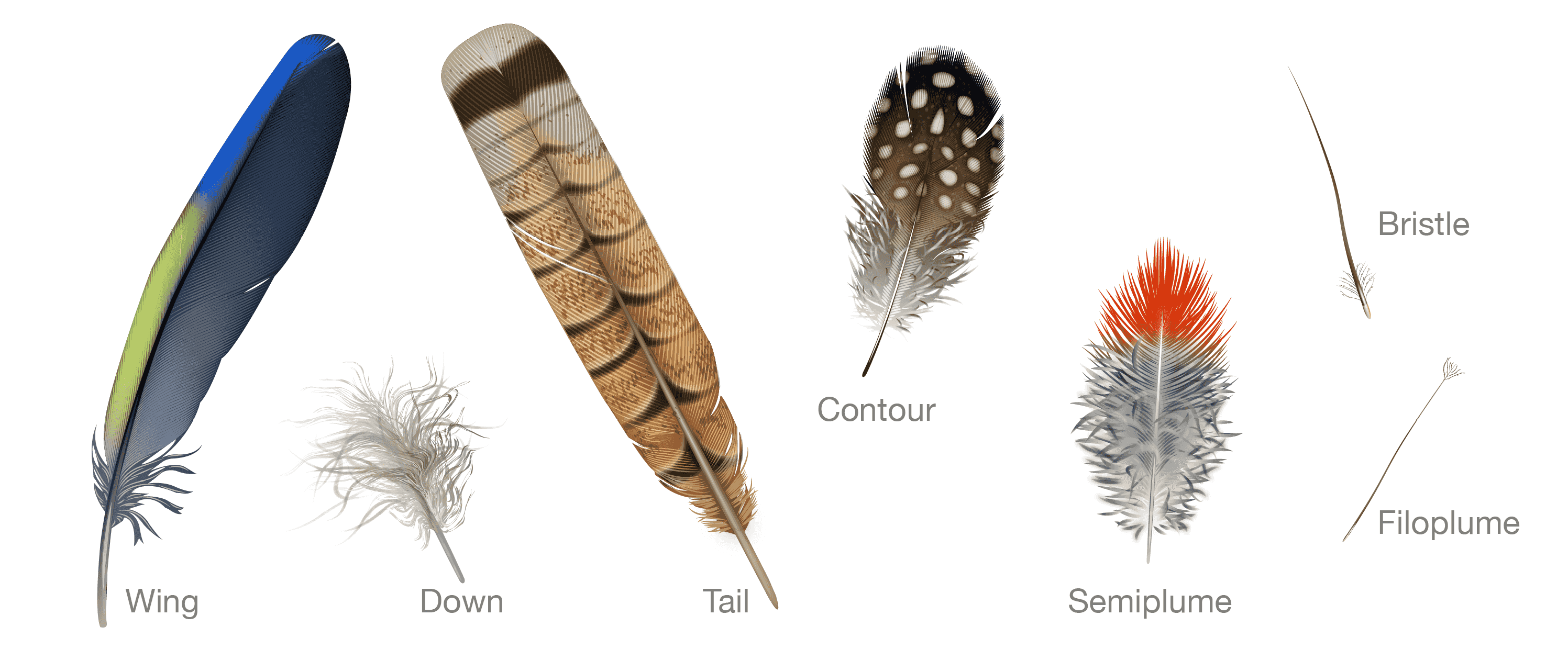 Everything You Need To Know About Feathers. Bird Academy • The Cornell Lab