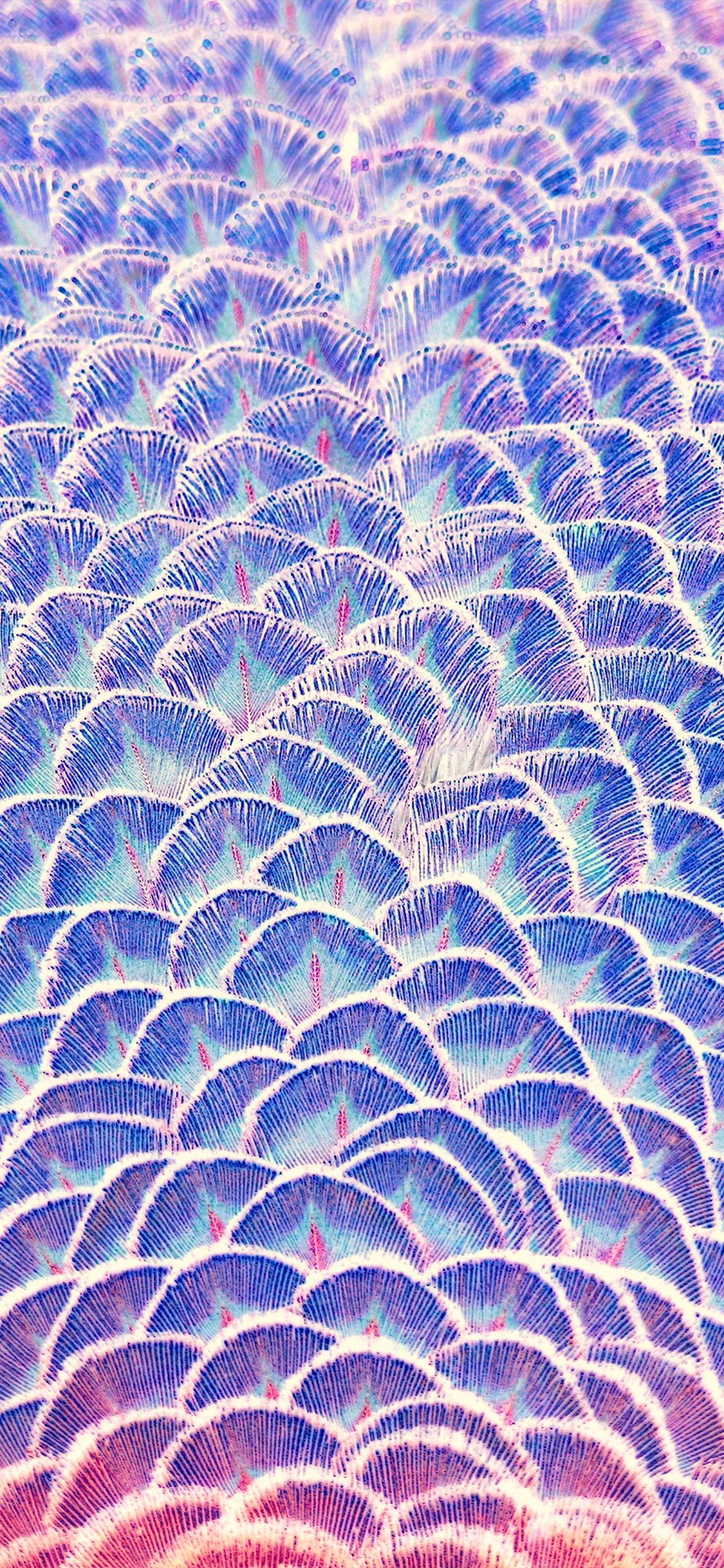 iPhone X wallpaper. peacock bird feather blue