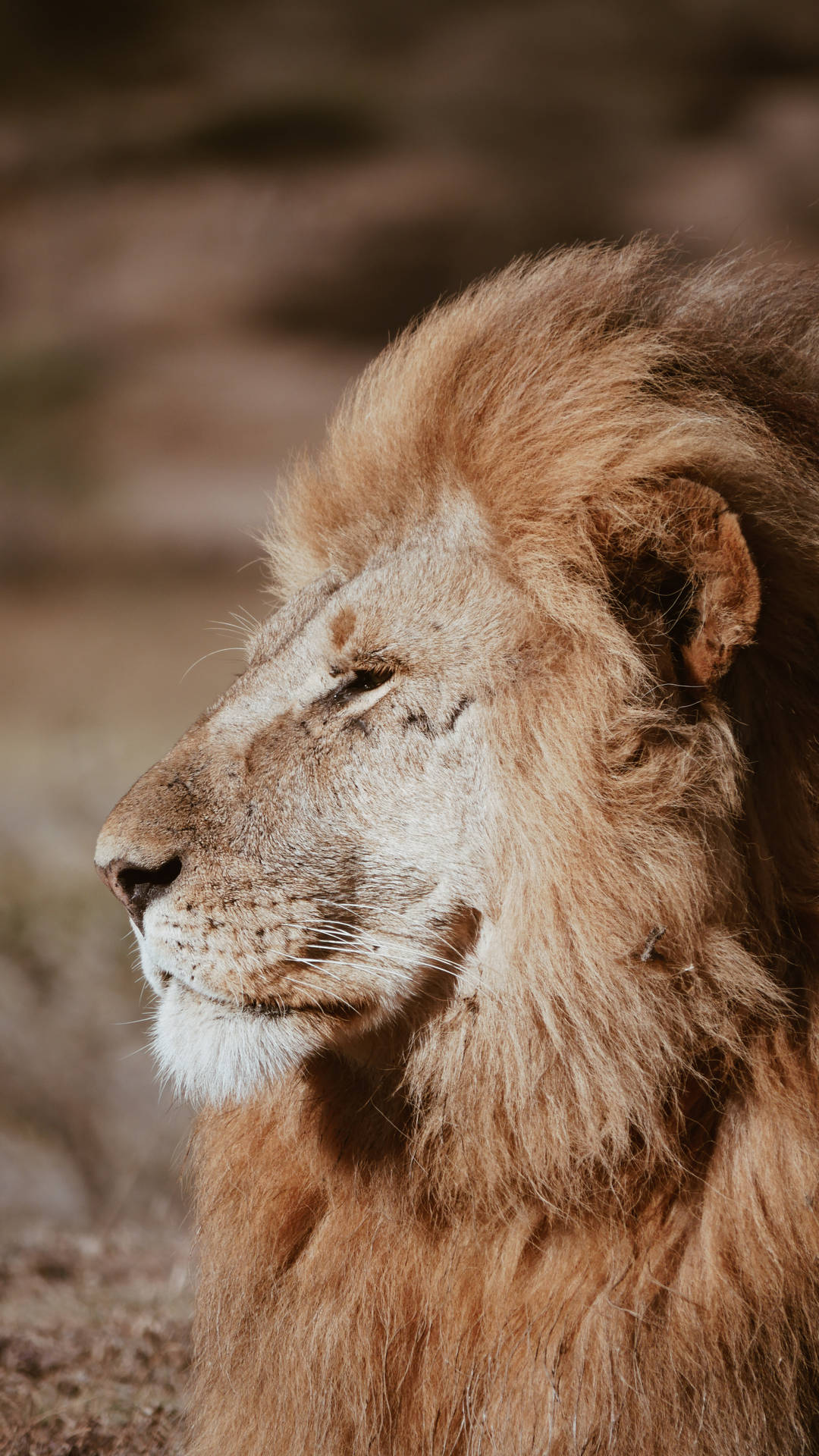 When lions attack porcupines, humans suffer unexpected consequences