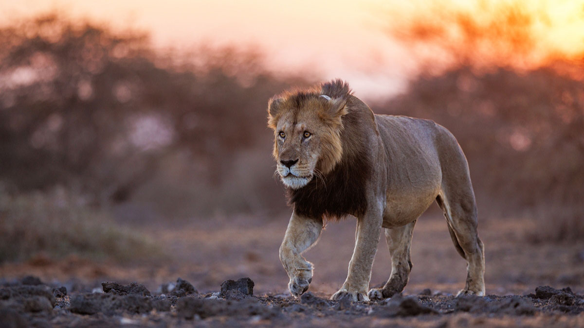 When lions attack porcupines, humans suffer unexpected consequences