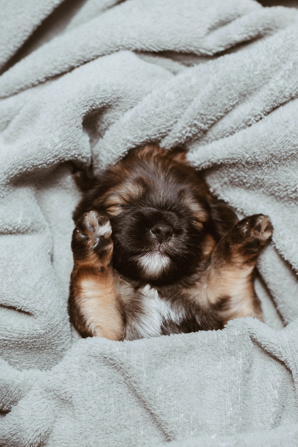 Sleeping Puppy Picture. Download Free Image