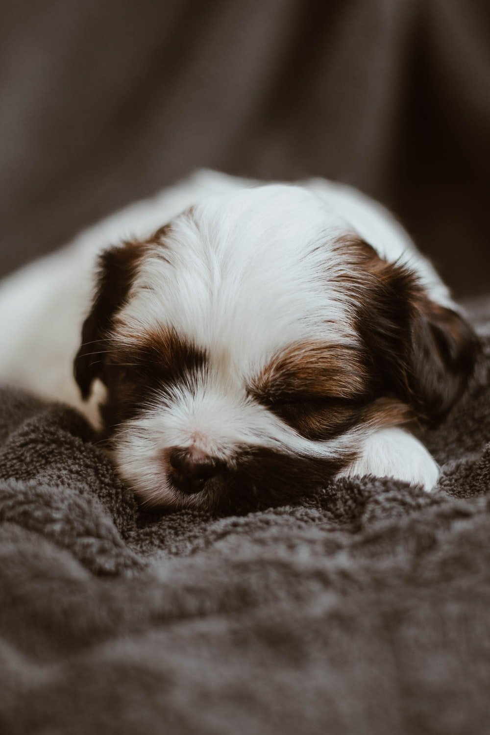 Puppy sleeping on gray textile photo