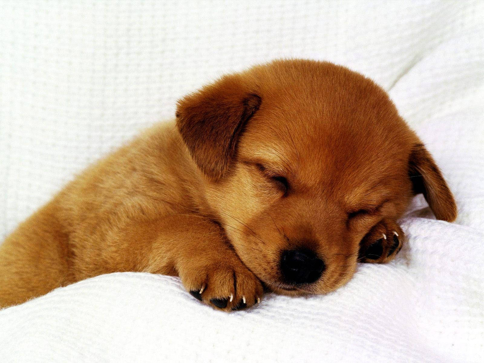 Download Sleeping Cute Puppy Wallpaper