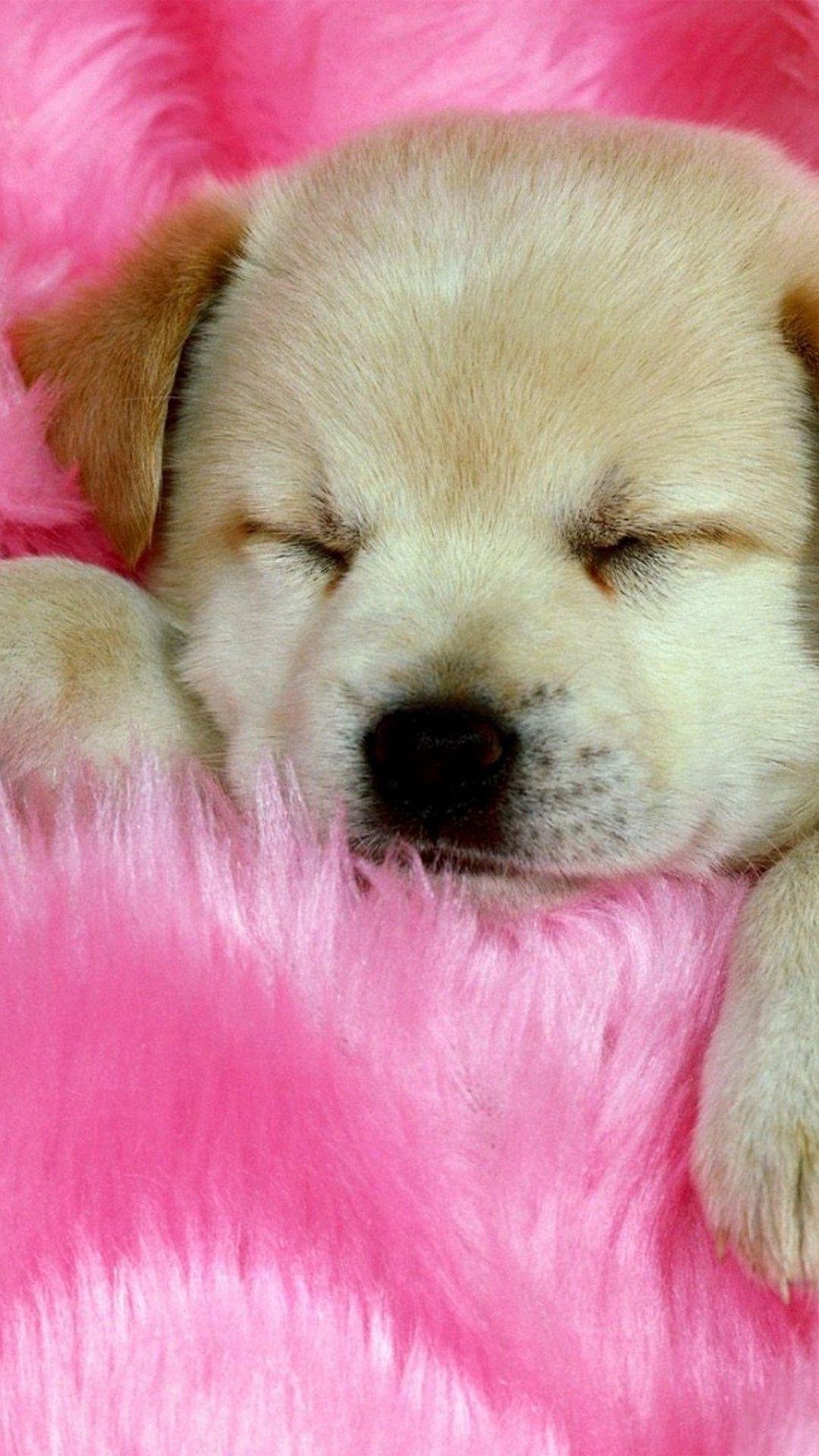 Cute Puppy Sleeping Wallpaper Download