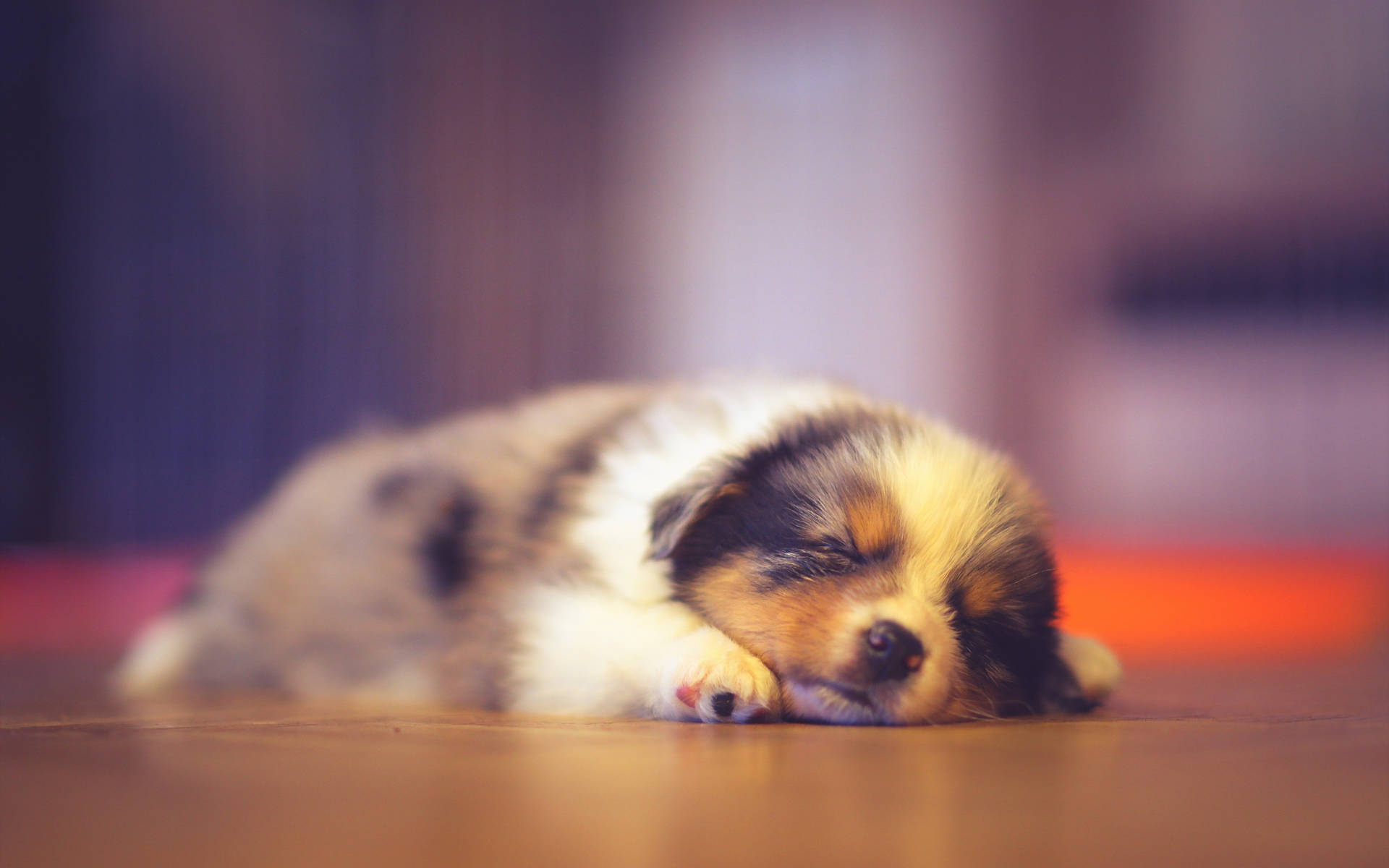Download Focused Photo Of Sleeping Baby Dog Wallpaper