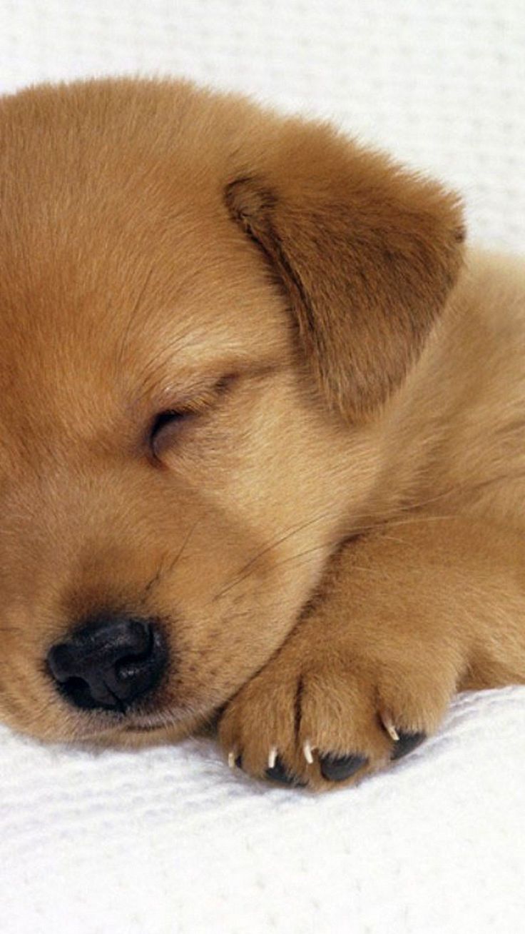 Elegant Puppy Wallpaper for Mobile. Puppy background, Puppies, Puppy wallpaper
