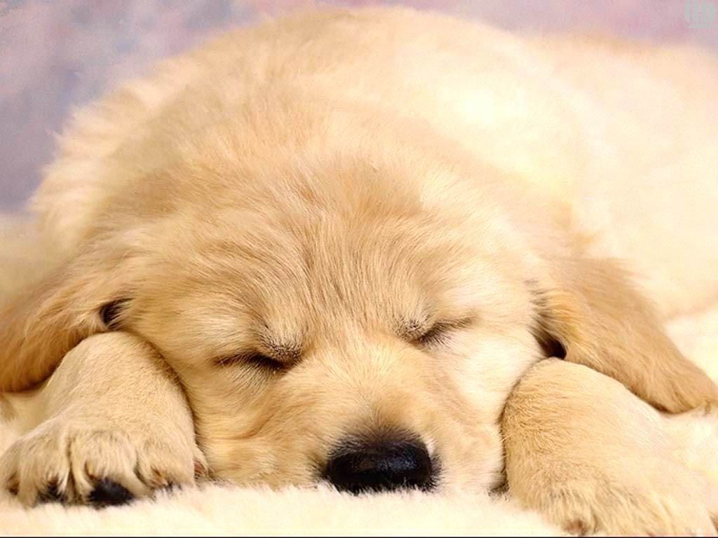 Most Popular Puppies Wallpaper Free Download FULL HD 1920×1080 For PC Background. Baby dogs, Sleeping puppies, Sleeping dogs