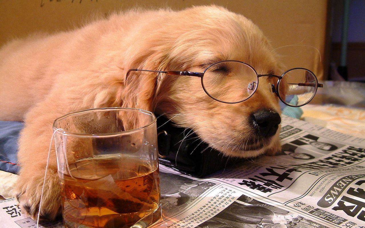Download wallpaper 1280x800 dog, sleeping, puppy, face, glasses, paper, glass, drink, situation widescreen 16:10 HD background