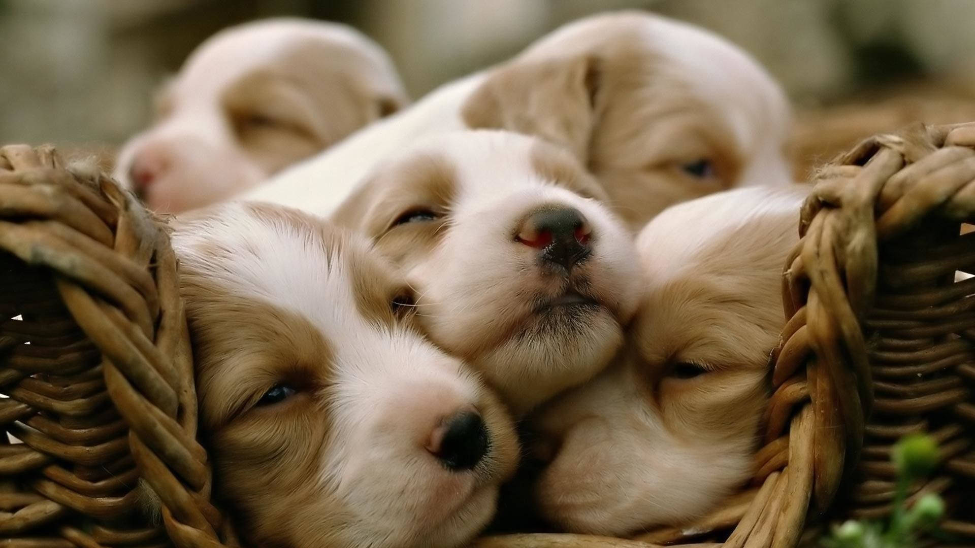 Download Sleepy Puppies On Basket Wallpaper