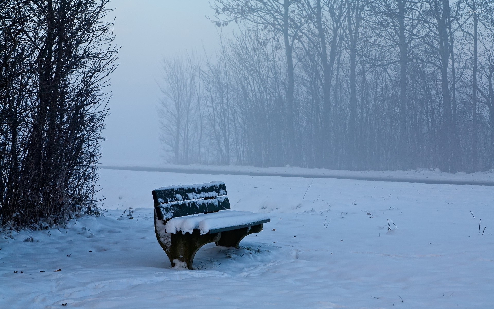 Bench in the foggy forest wallpaper wallpaper