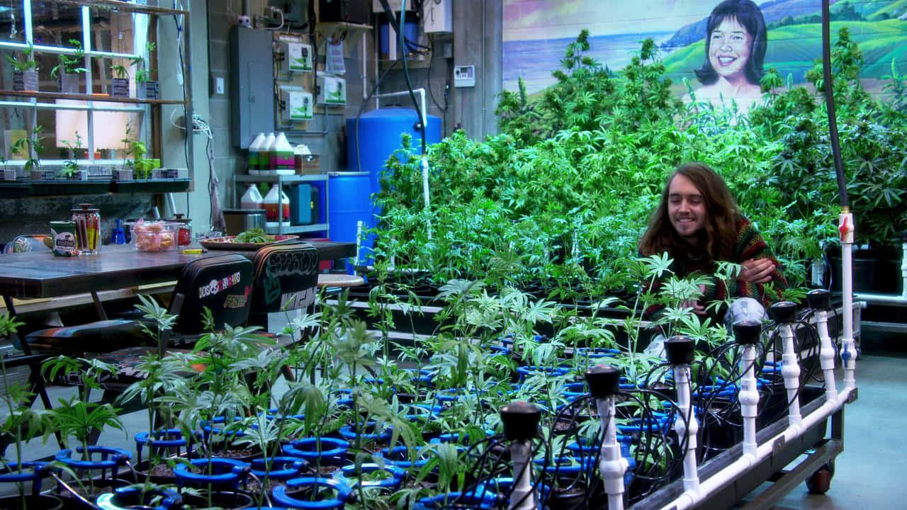 Download Disjointed Scene With Pete Wallpaper