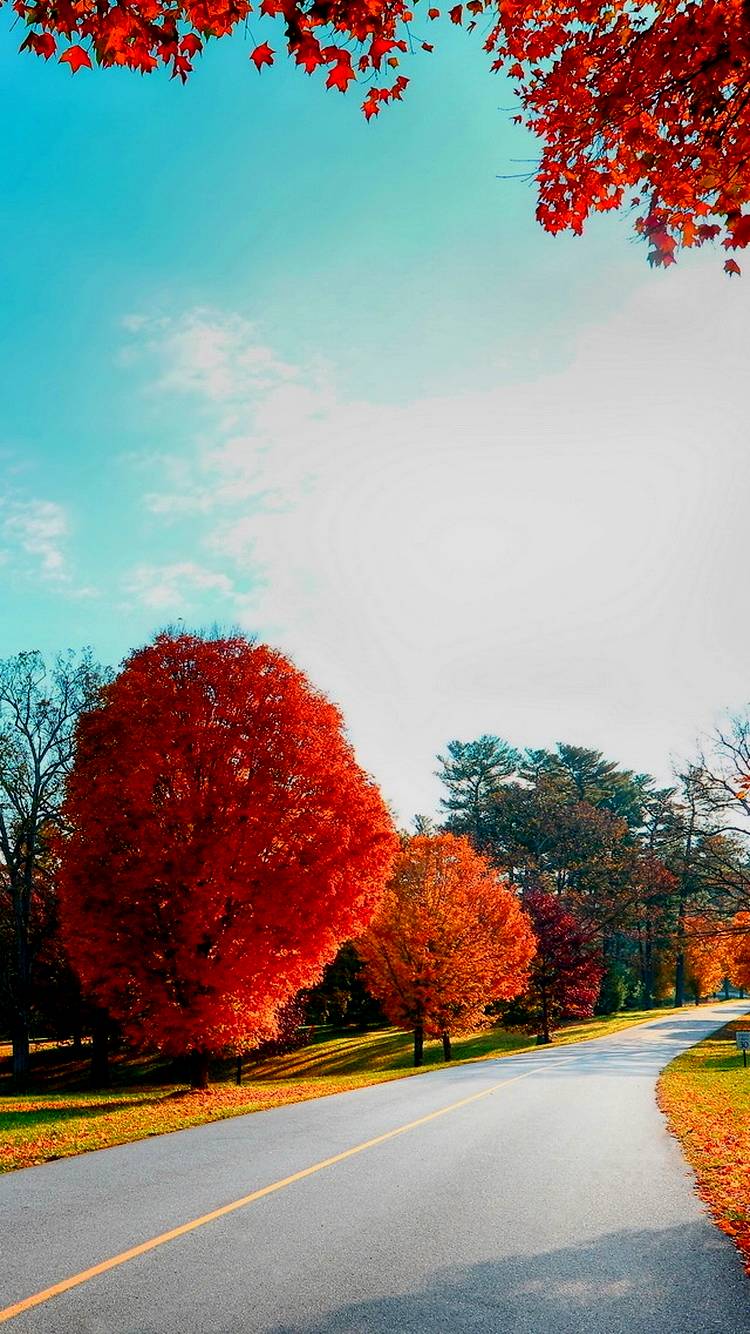 ᐅBest iPhone Wallpaper Download for Free Image [Latest]