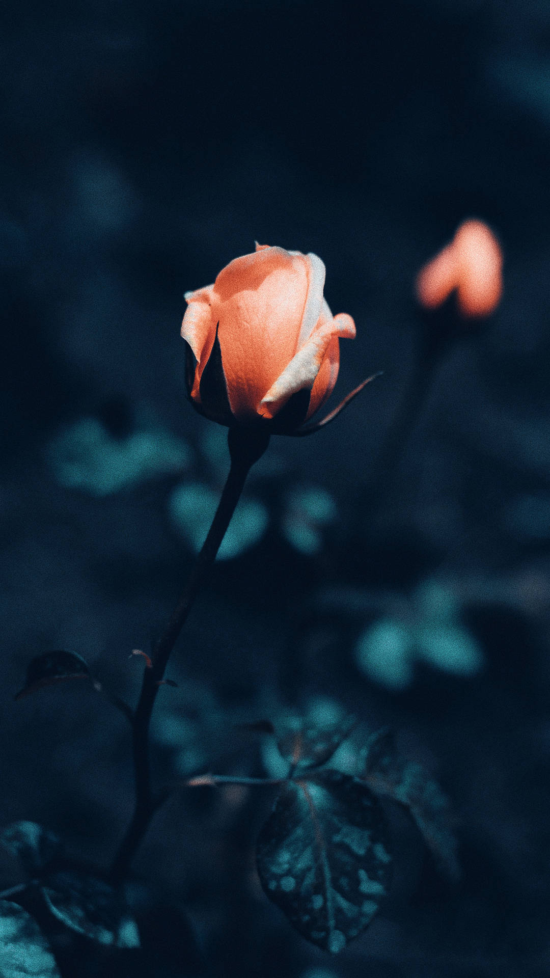 Download Orange Rose iPhone Wallpaper