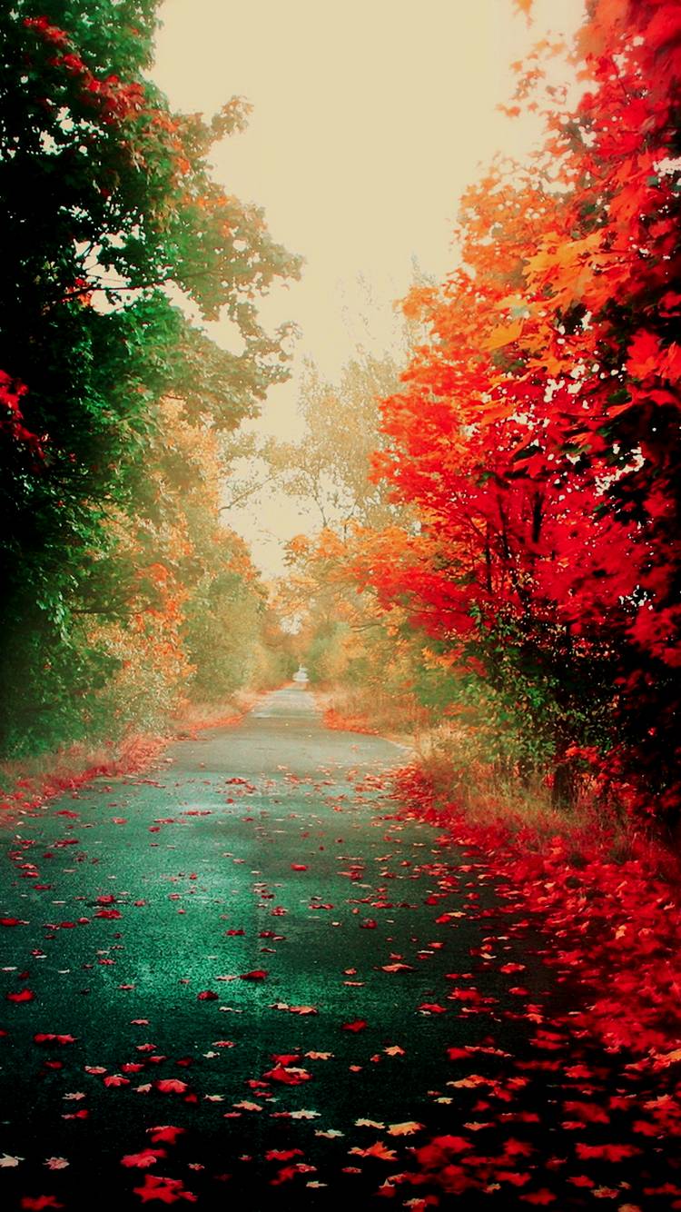 ᐅBest iPhone Wallpaper Download for Free Image [Latest]