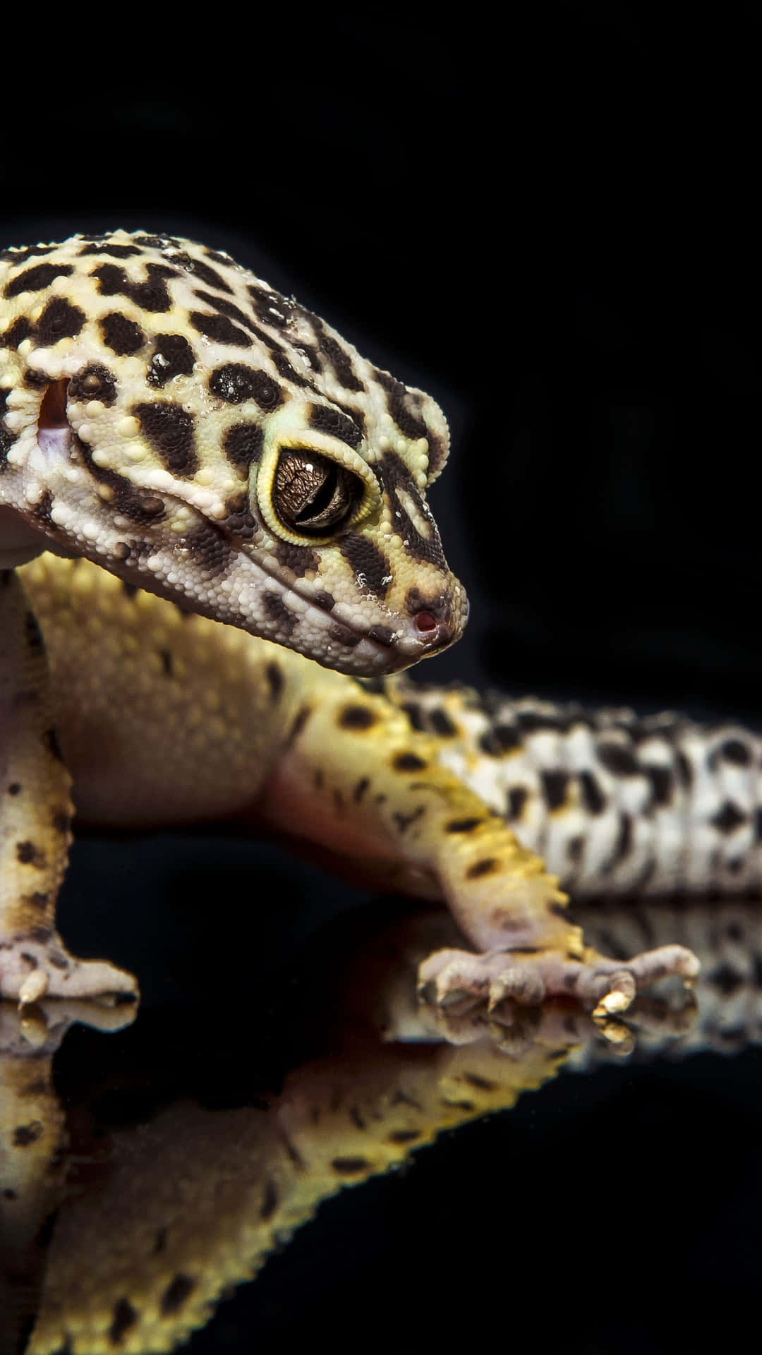 Gecko Is Standing On A Black Background