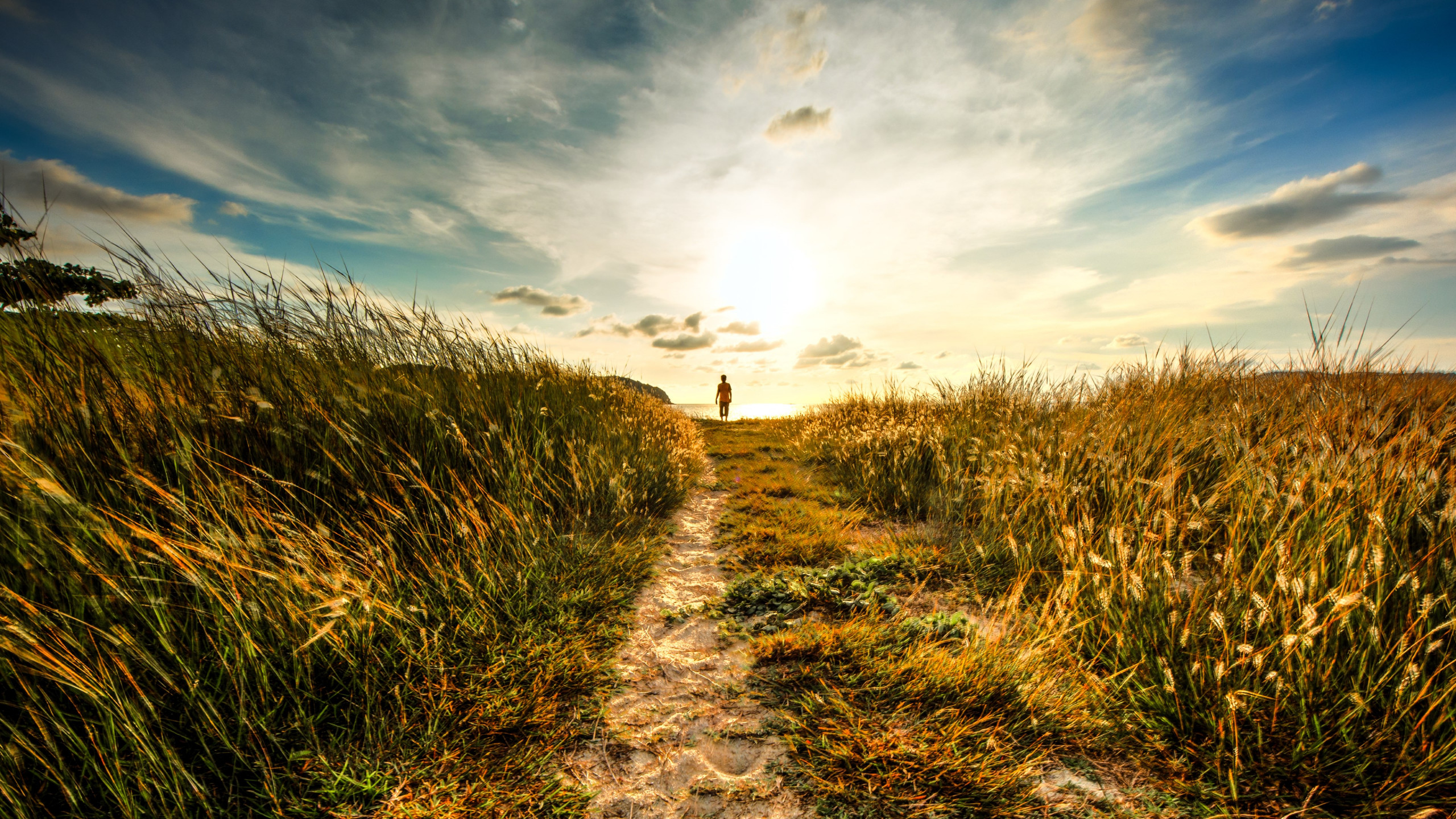 Download wallpaper: Walk to sunset on the nature path 2560x1440