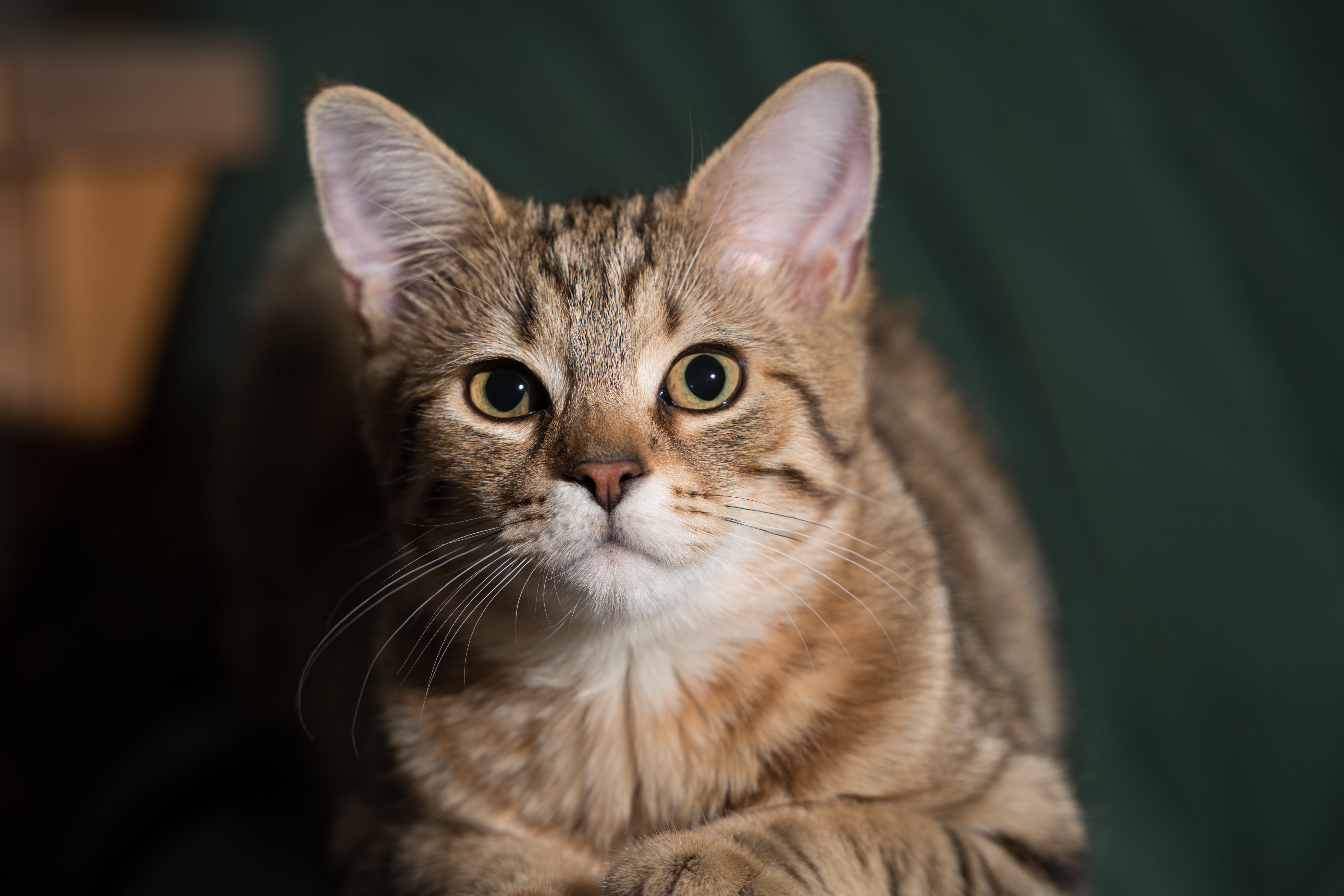 Animal Cat 8k Ultra HD Wallpaper