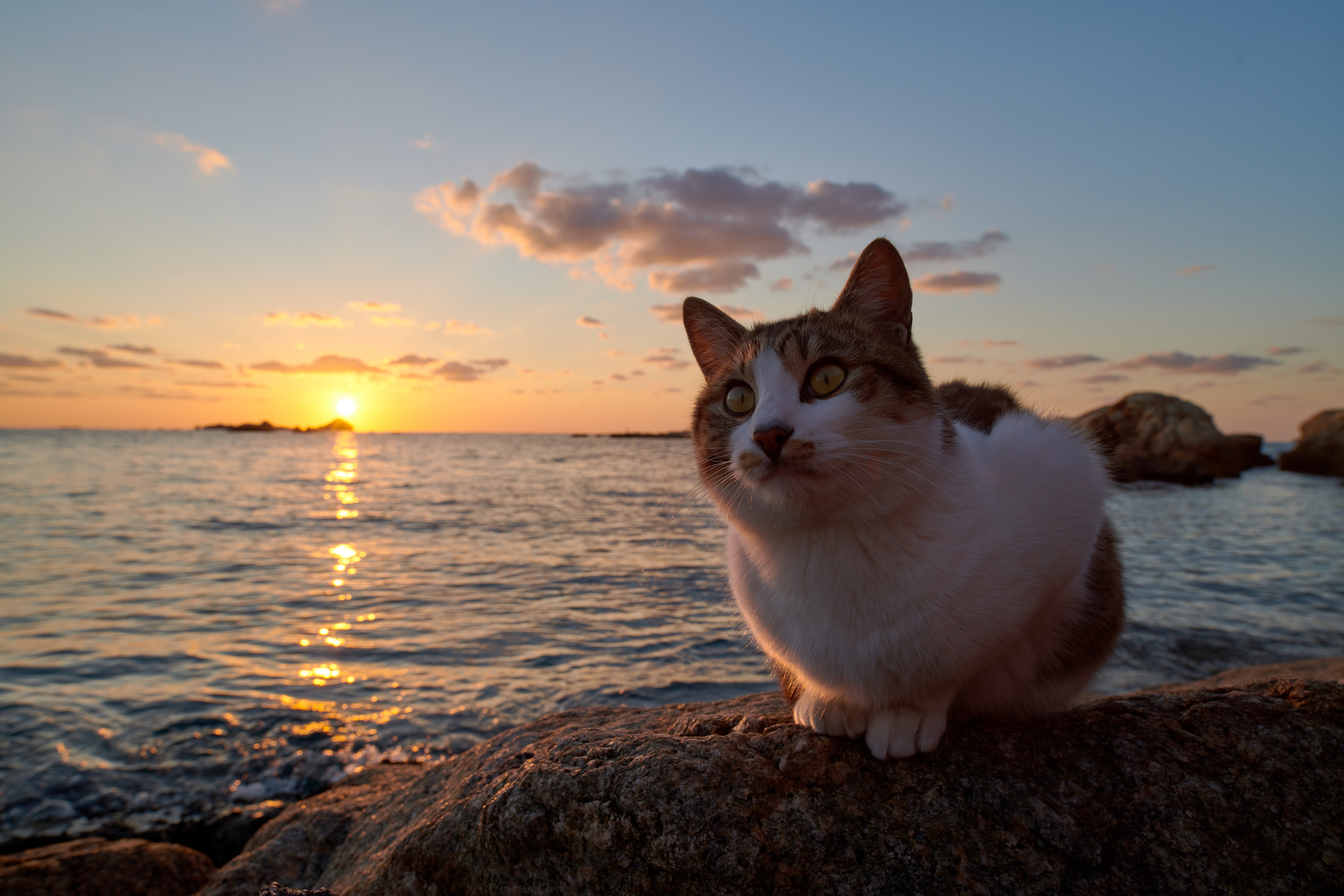 Animal Cat 8k Ultra HD Wallpaper