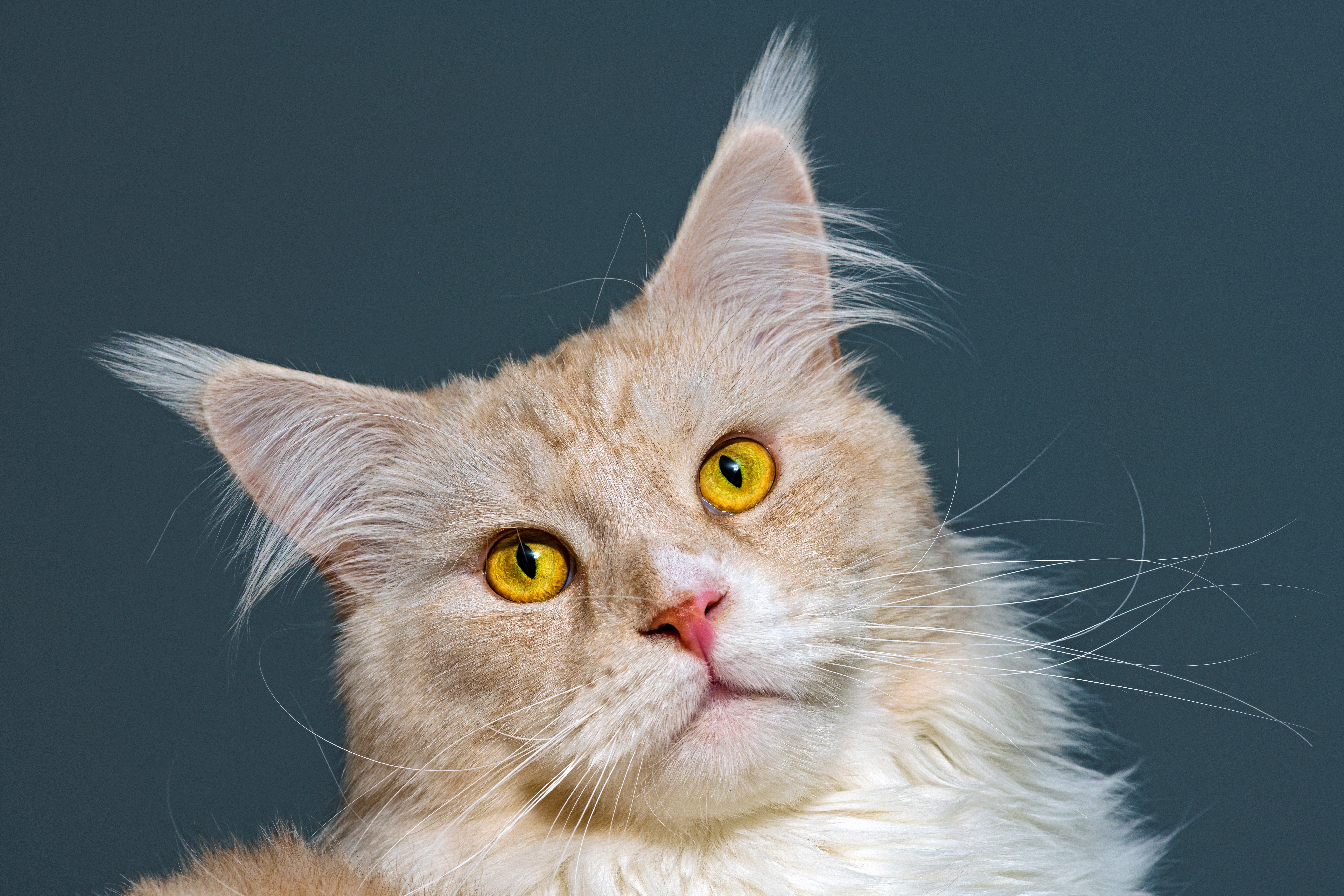 Animal Cat 8k Ultra HD Wallpaper