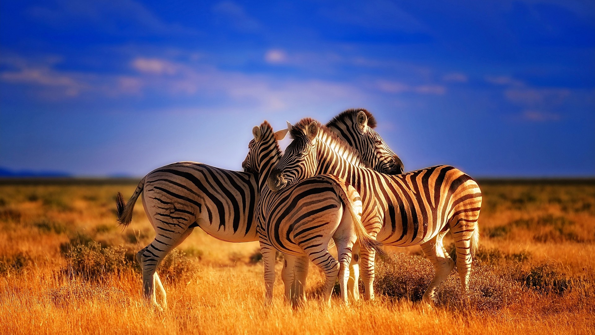 Beautiful Colorful Animals Zebras HD Wallpaper