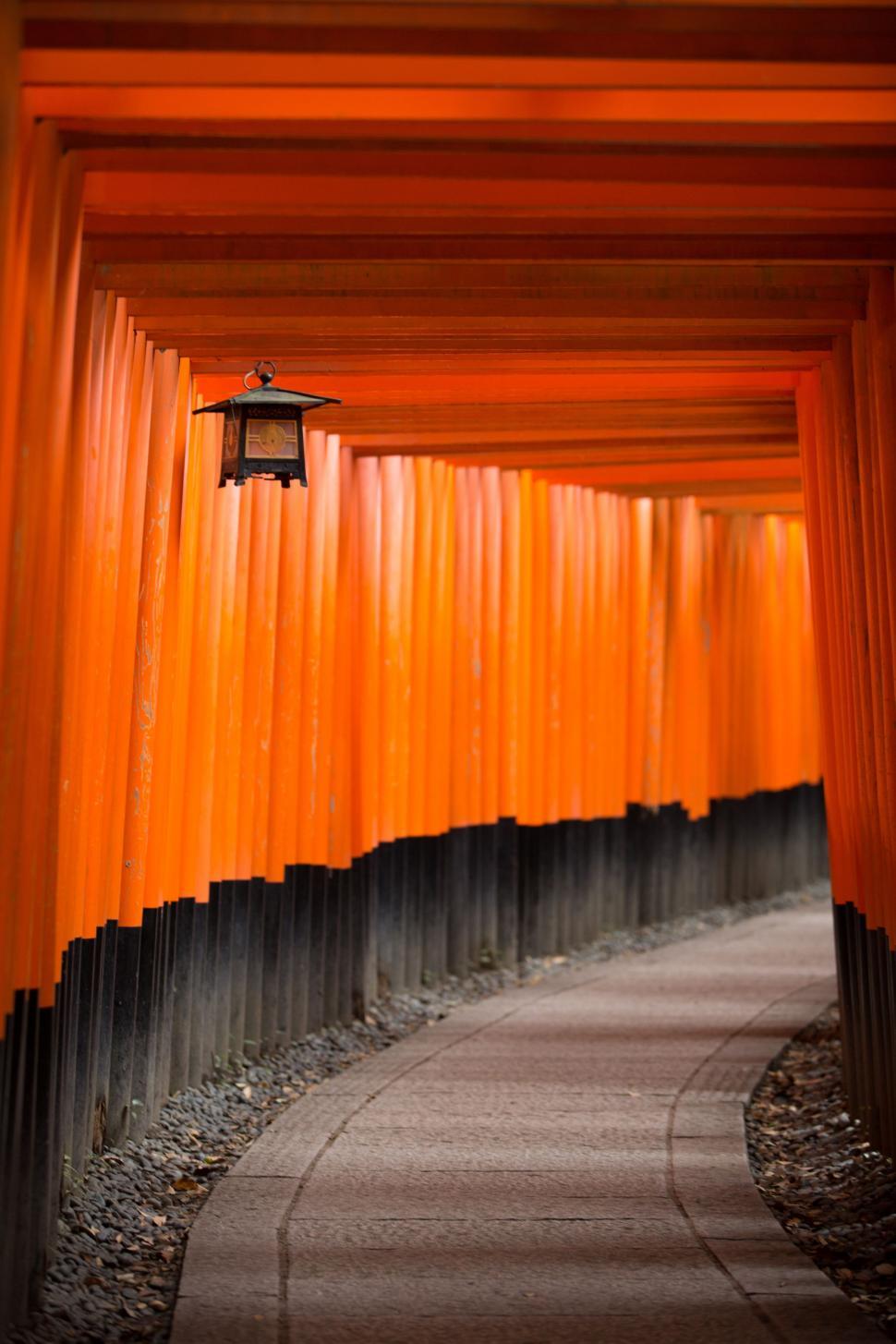 Torii gates in Fushimi Inari Shrine