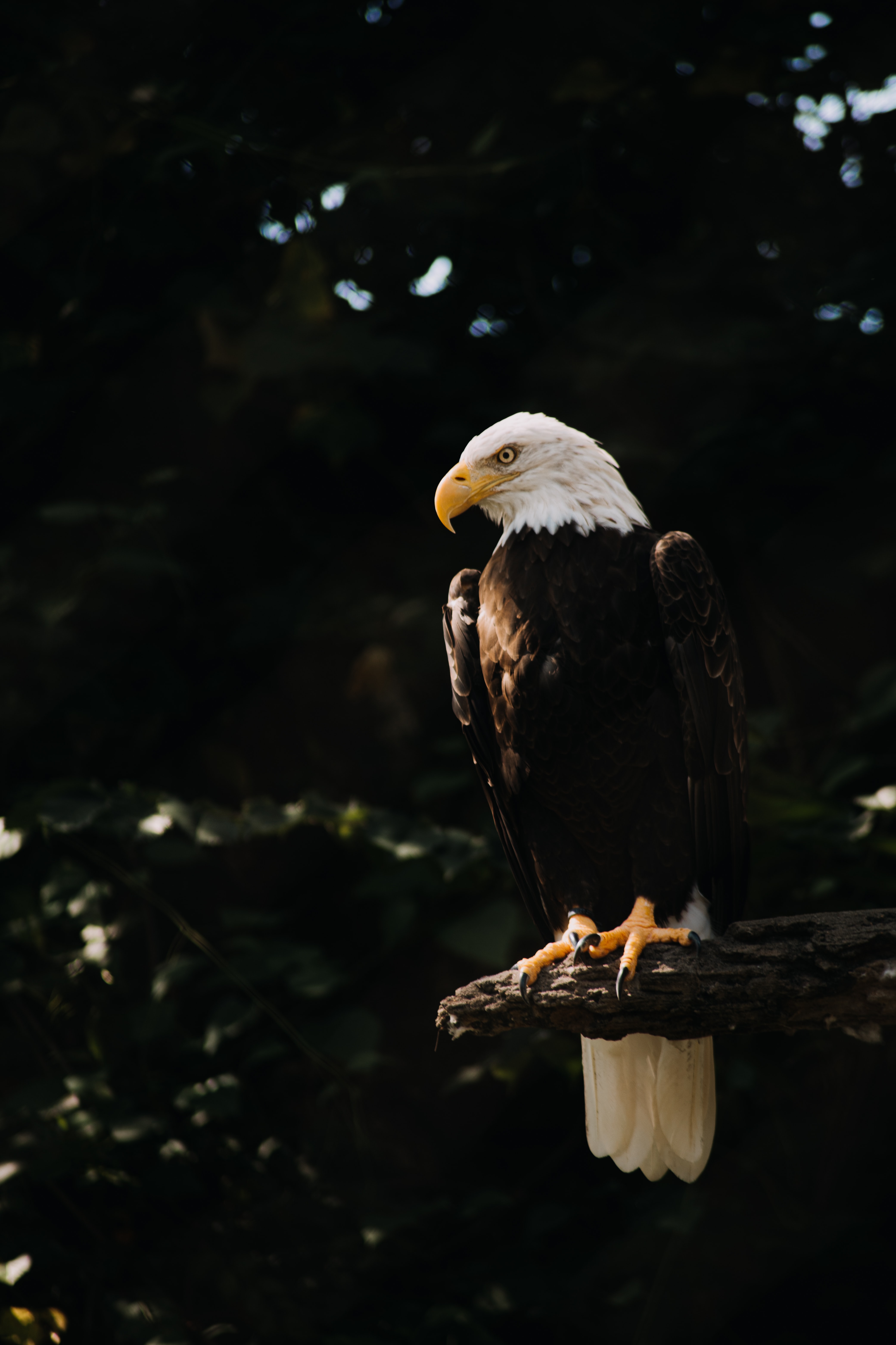 Download Eagle wallpaper for mobile