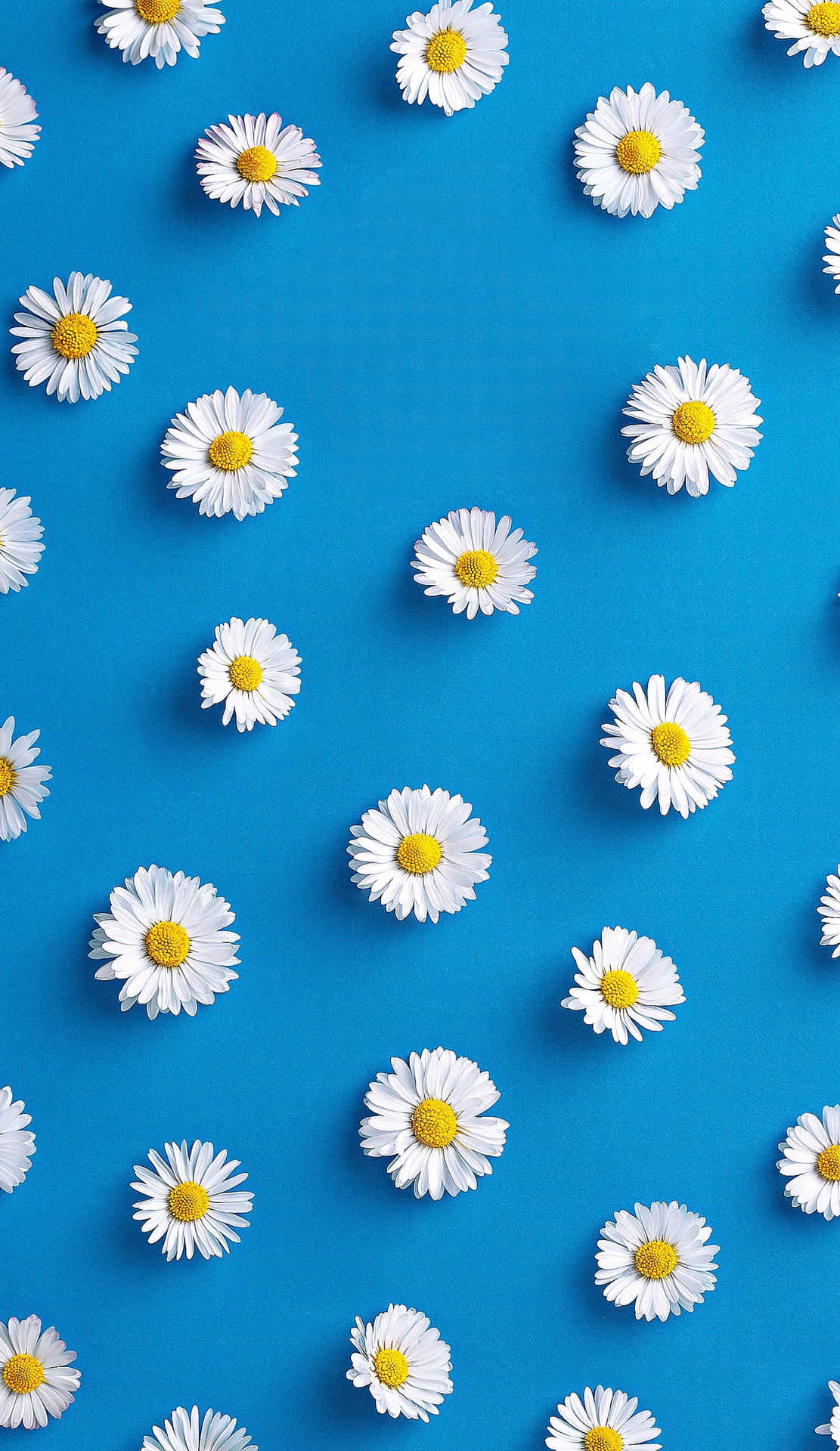 Download A Blue Background With White Daisies