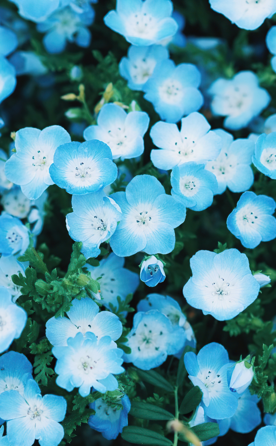 Download wallpaper 950x1534 blue flower, tiny and beautiful, close up, bloom, iphone, 950x1534 HD background, 29102