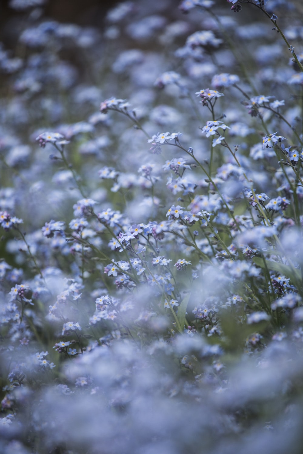 Blue flowers with green leaves photo