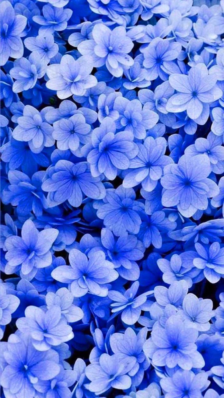 Blue Floral Wallpaper. Blue floral wallpaper, iPhone wallpaper photo, Floral wallpaper