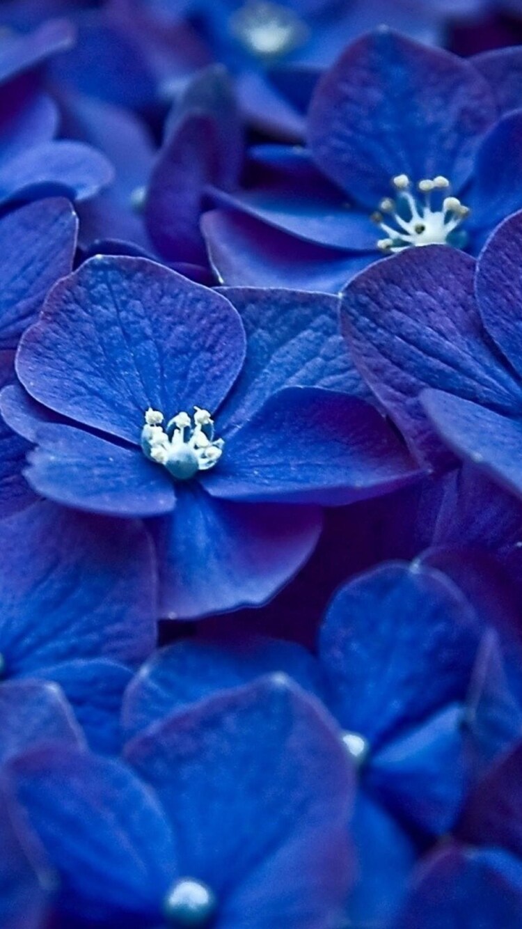 Hydrangea Blue Flower iPhone iPhone 6S, iPhone 7 , HD 4k Wallpaper, Image, Background, Photos and Picture