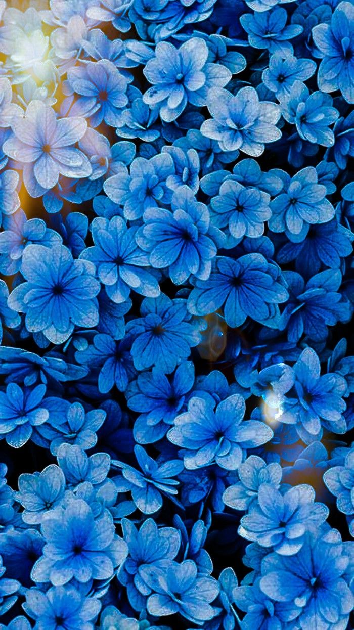 fond ď ècran fleurs. Blue flower wallpaper, Delphinium flowers, Blue flowers