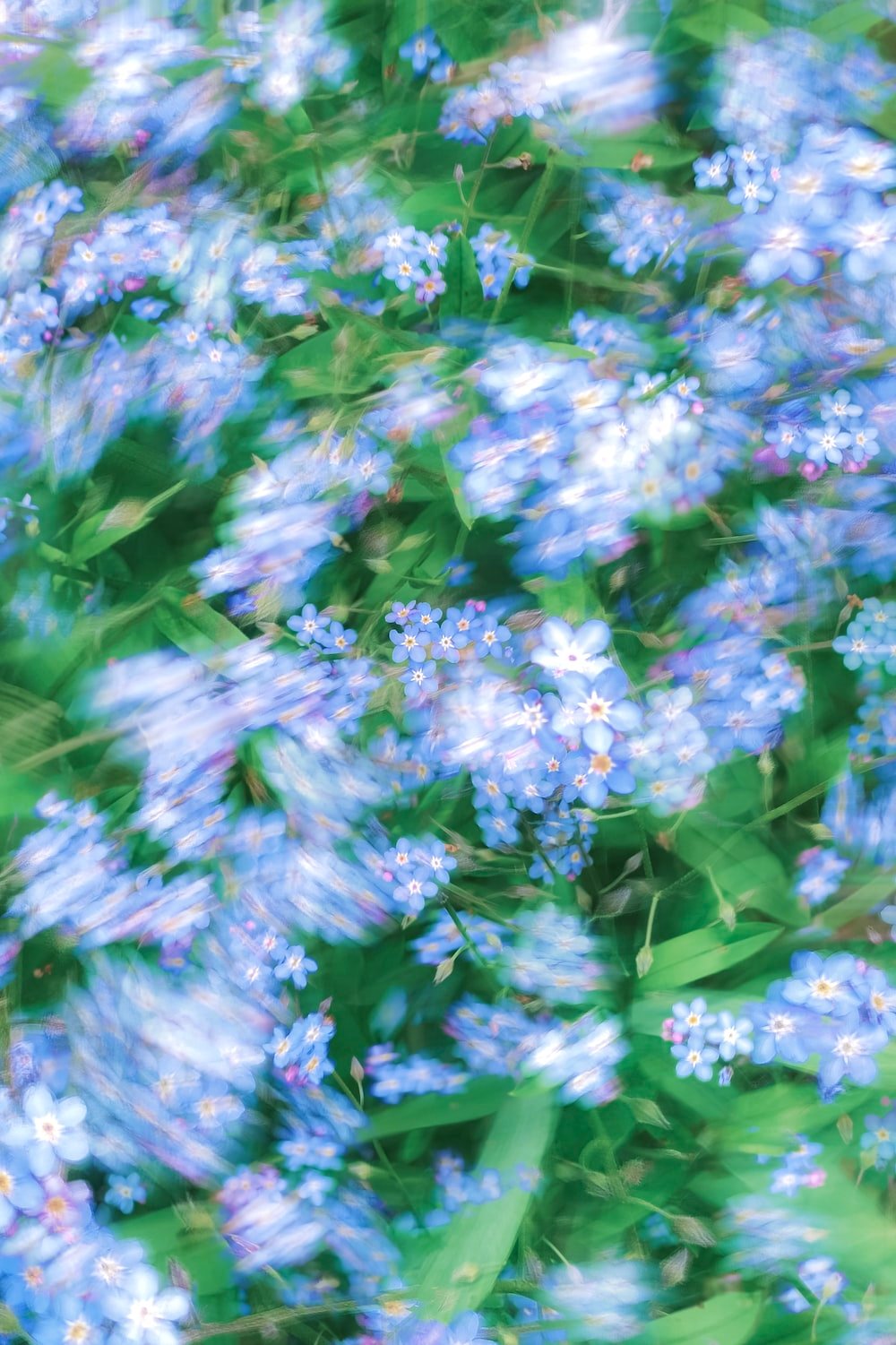 A bunch of blue flowers that are in the grass photo