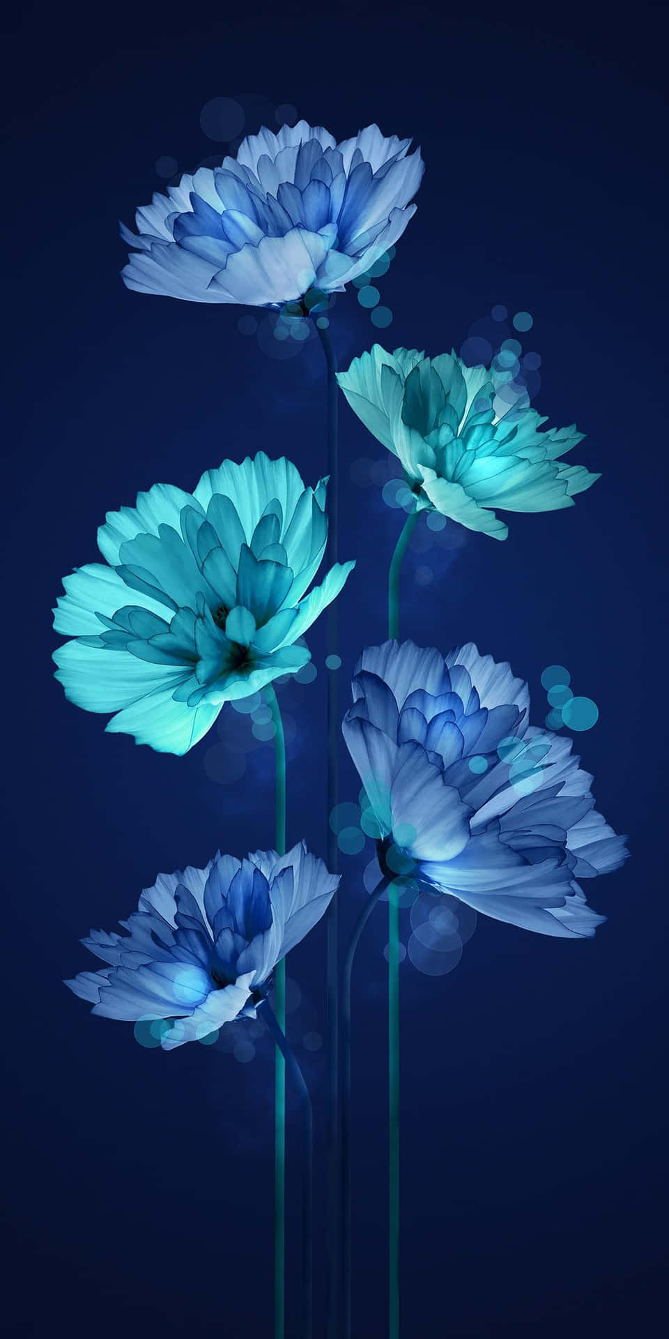 Download Blue Flowers On A Dark Background Wallpaper