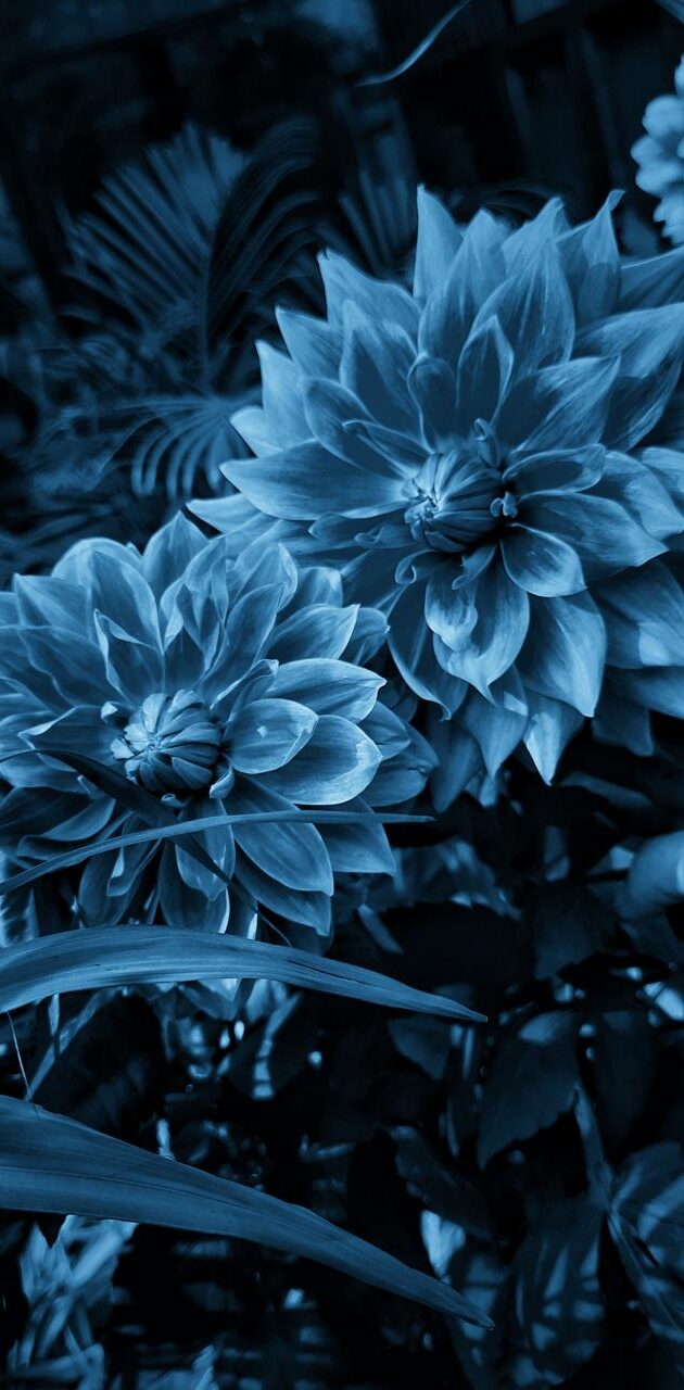 Blue Flower Wallpaper