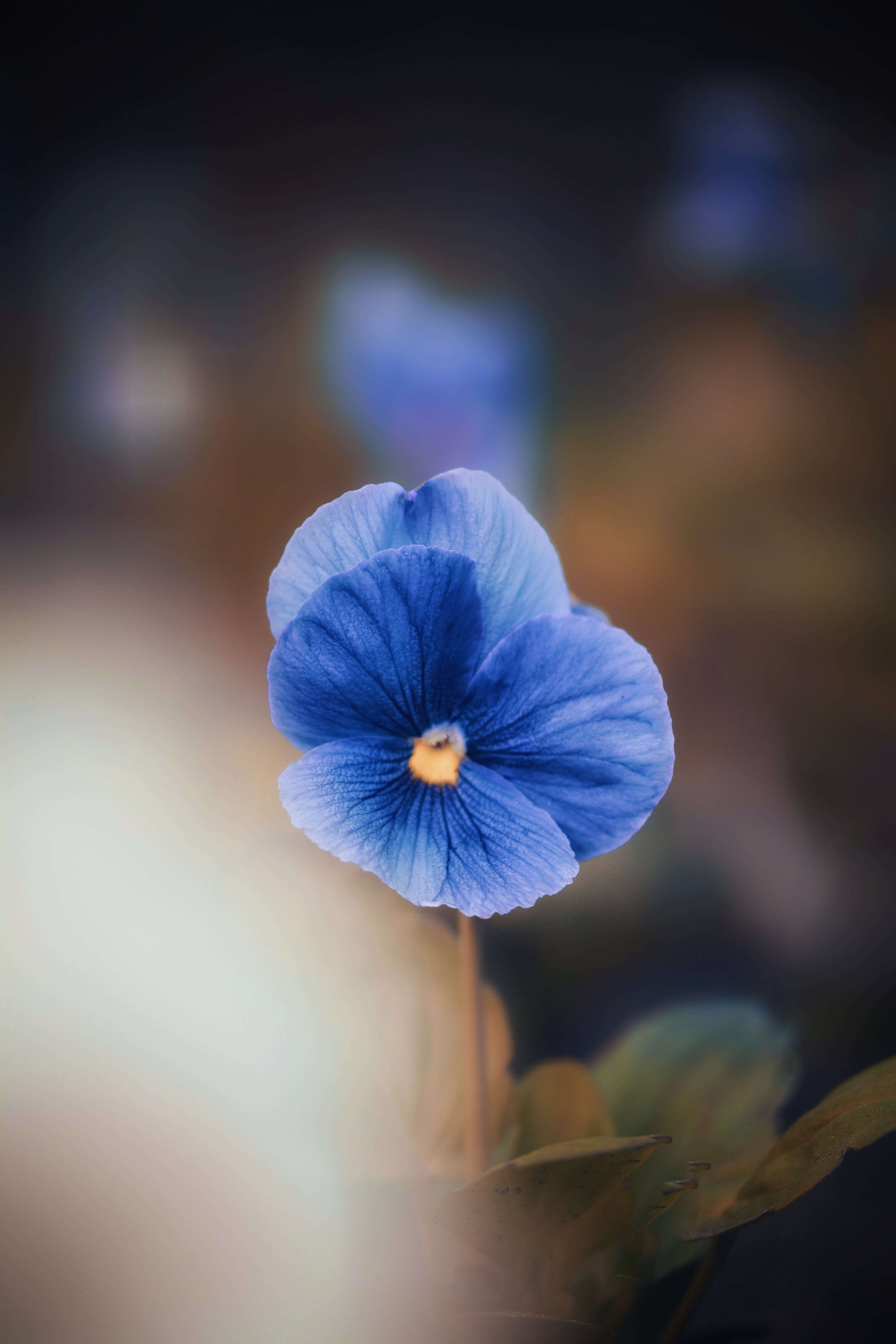 Blue Flower Photo, Download The BEST Free Blue Flower & HD Image