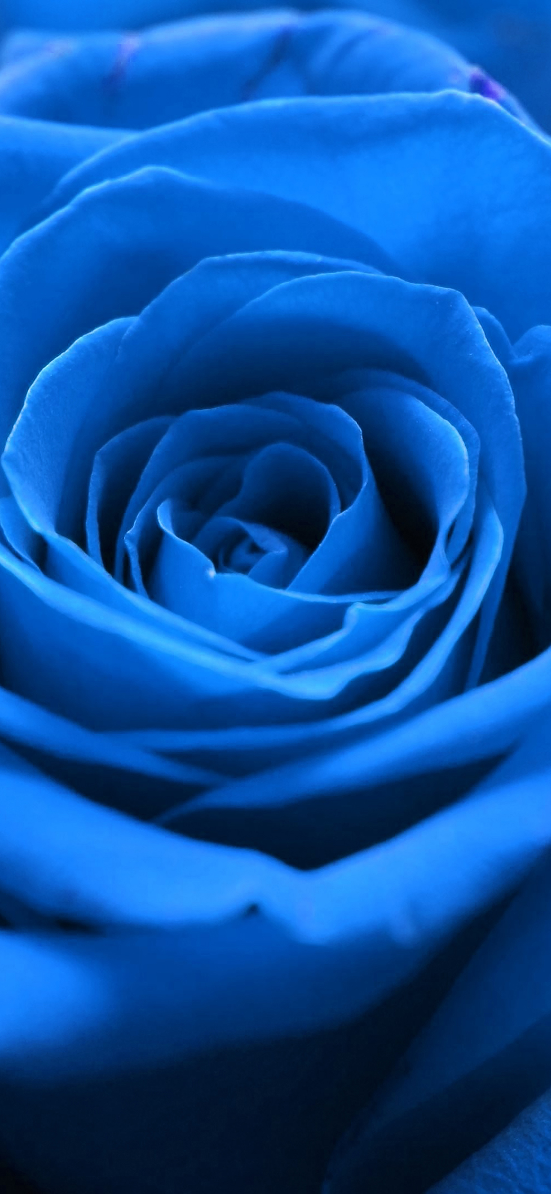 iPhoneXpapers flower blue nature
