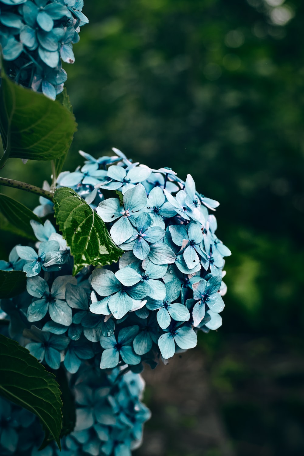 Blue flowers with green leaves photo