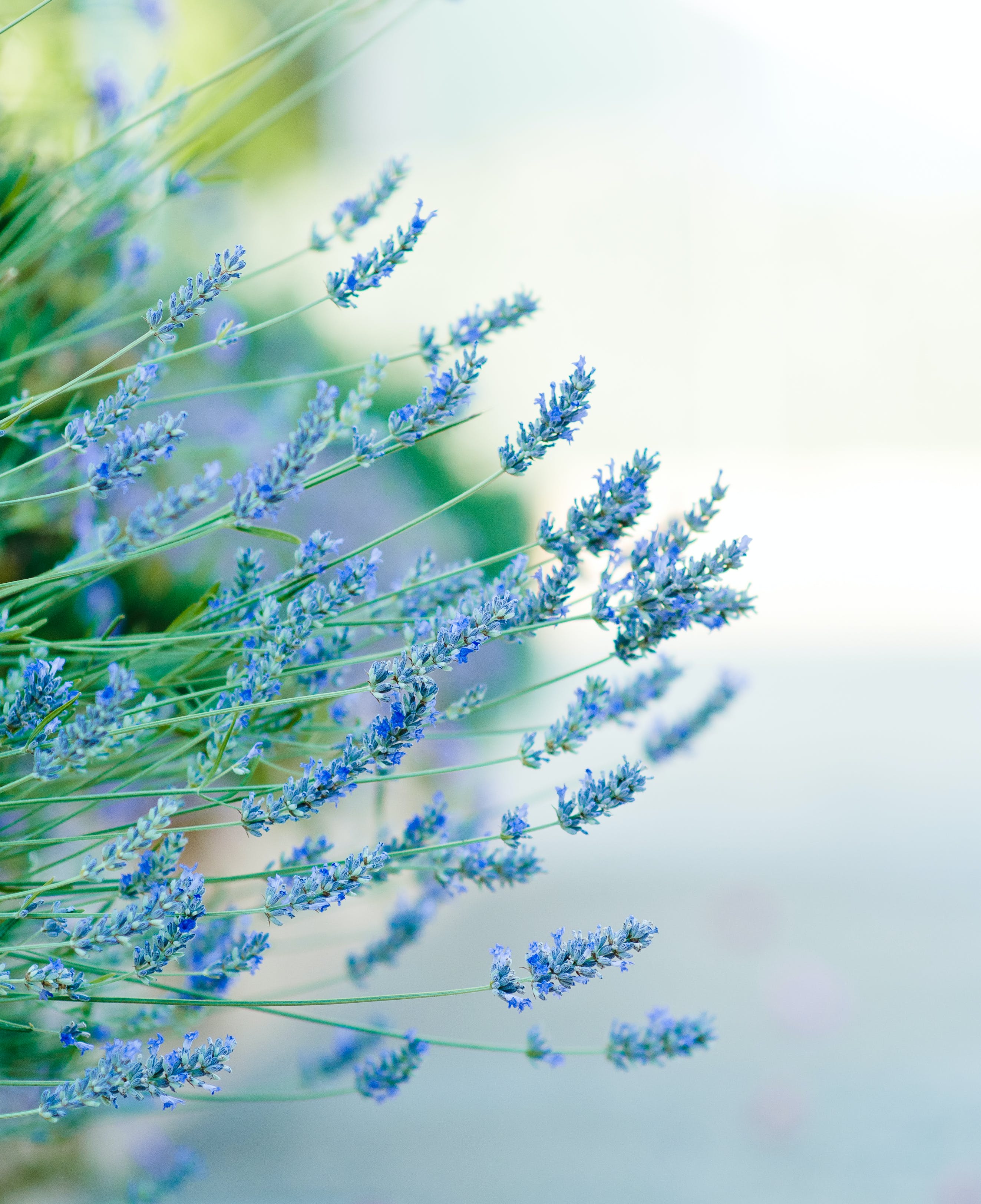 Blue Flowers in the Garden · Free