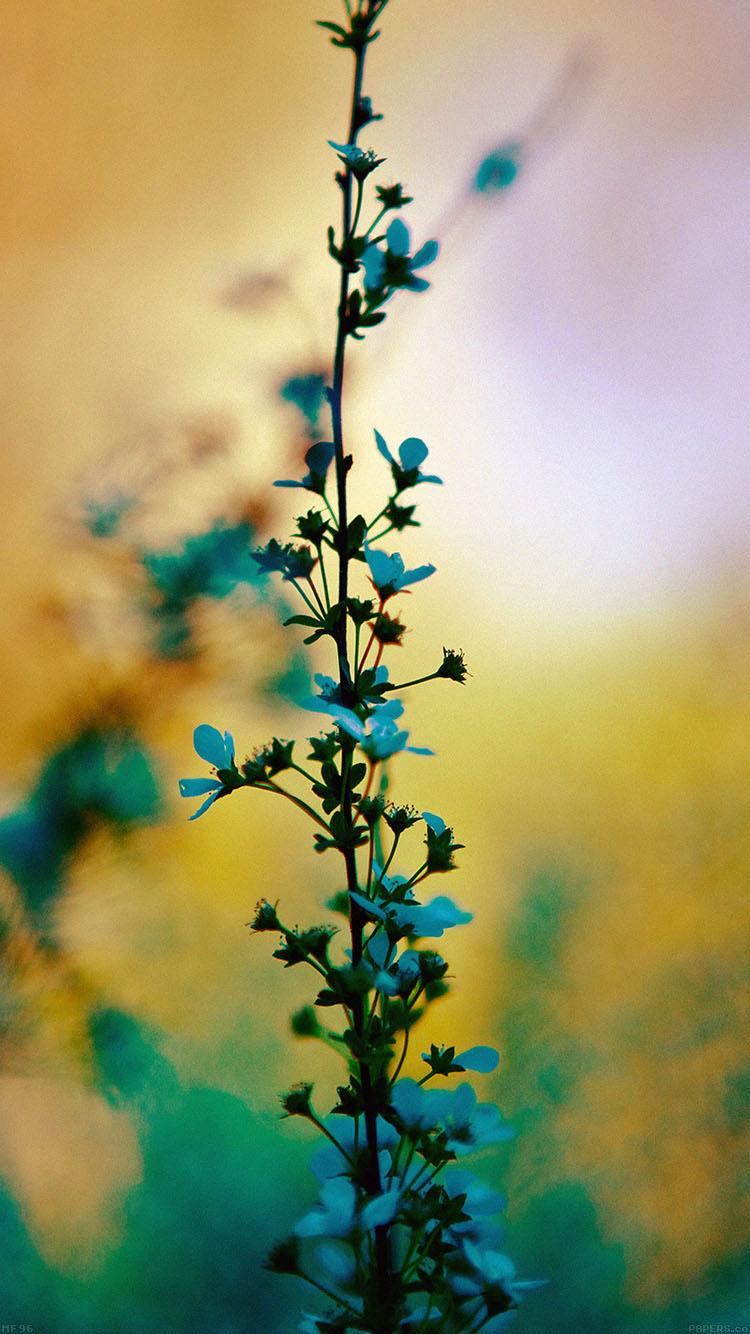 iPhone 6 Wallpaper flower sunny bright day bokeh nature