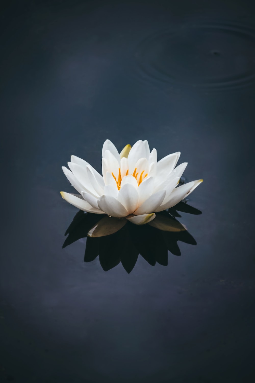 Lotus Picture. Download Free Image