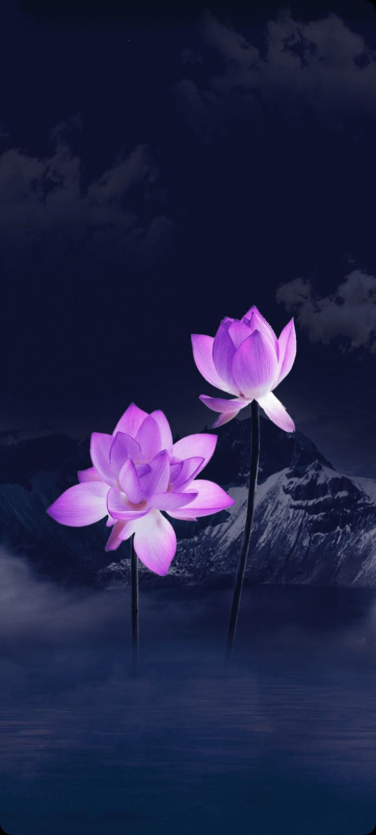 Lotus Phone Wallpapers Wallpaper Cave