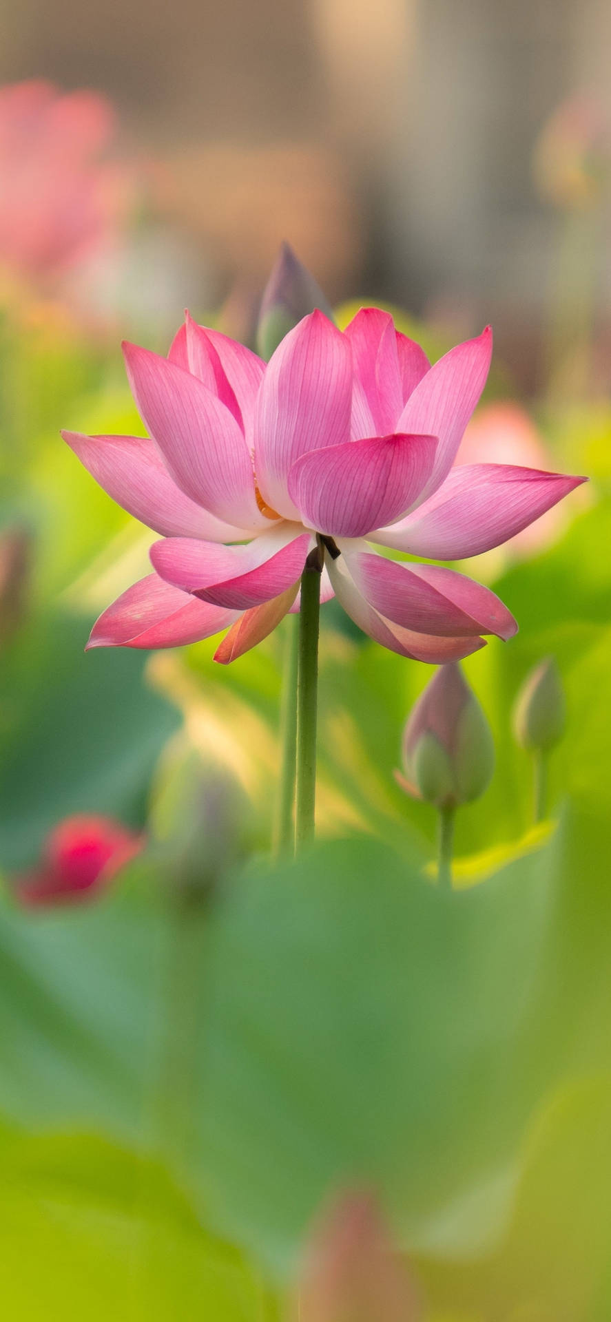 Download Budding Lotus Flower Wallpaper