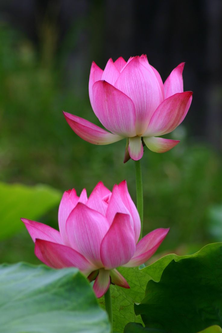 lotus, taken on Jun.1. Lotus flower picture, Lotus flower wallpaper, Flower picture