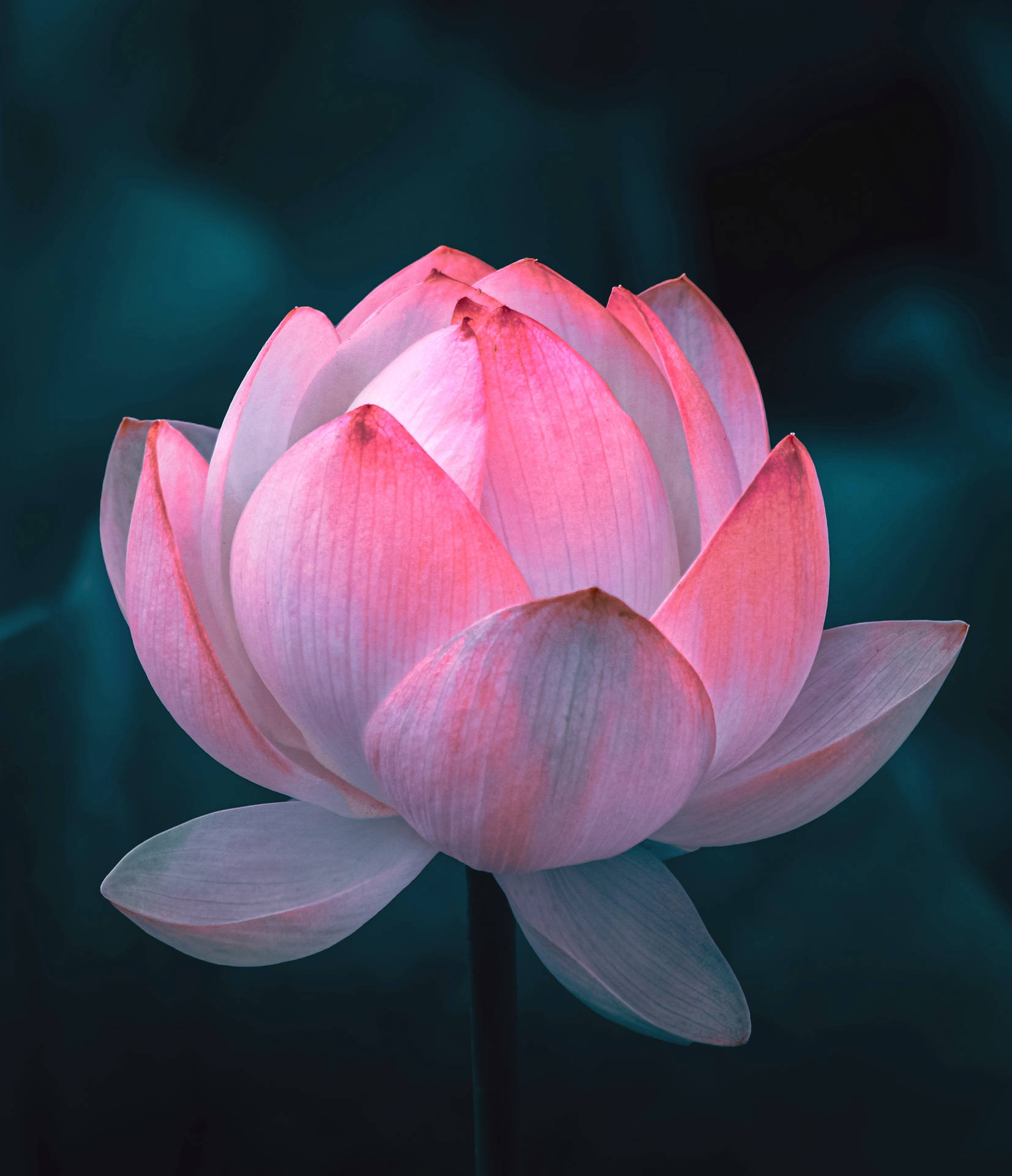 Lotus Flower Wallpaper